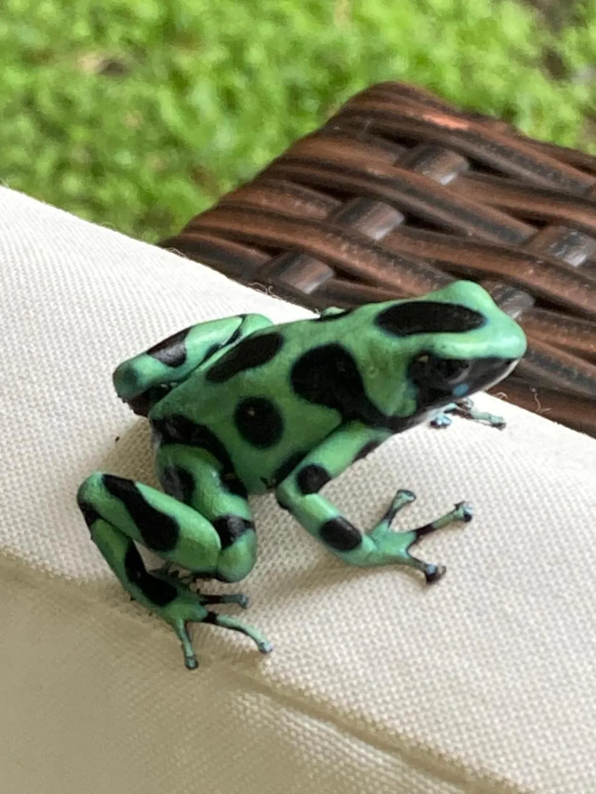 Natural landscape in Hotel El Colibri Rojo