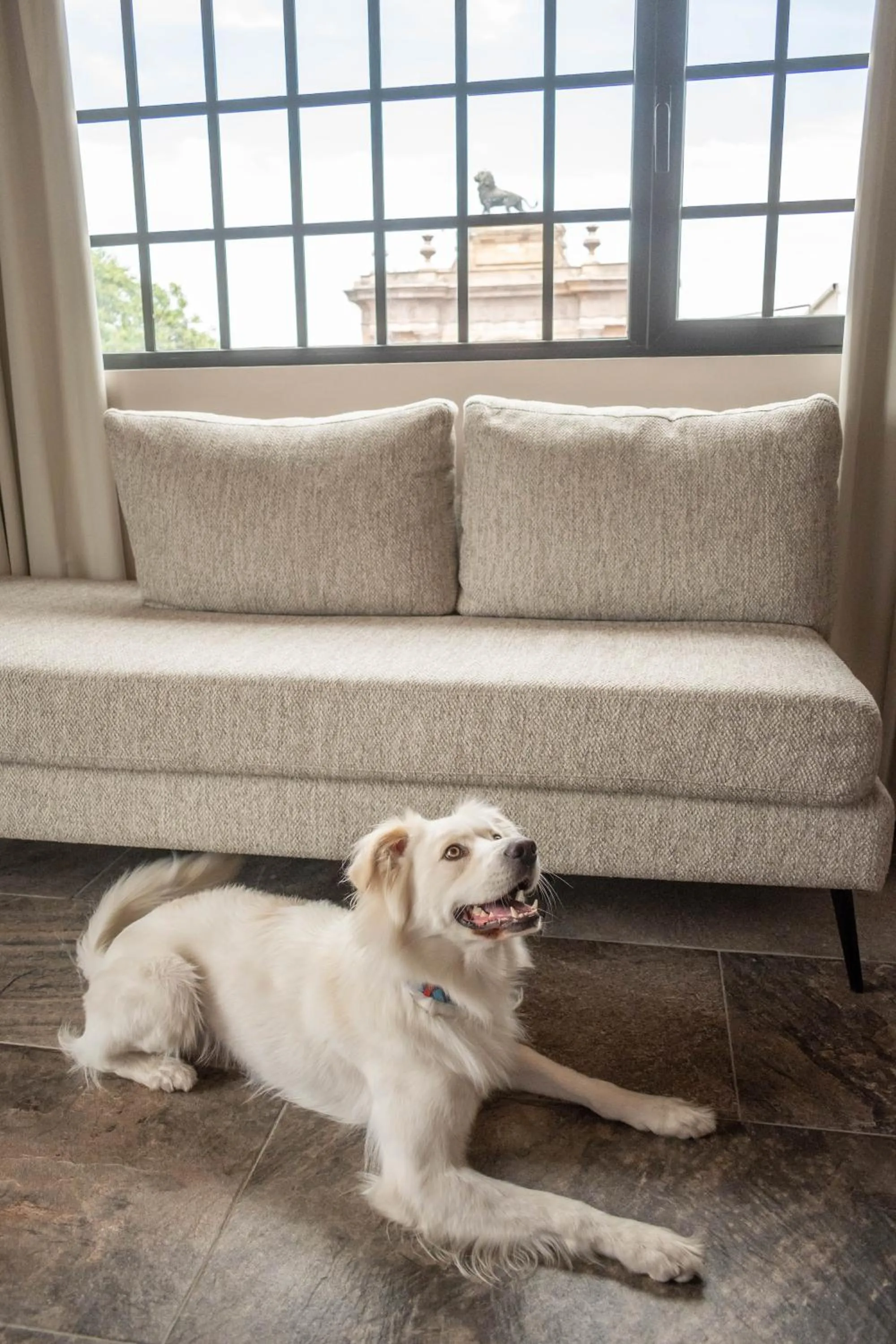 Pets in Hotel Boutique Divino Sol