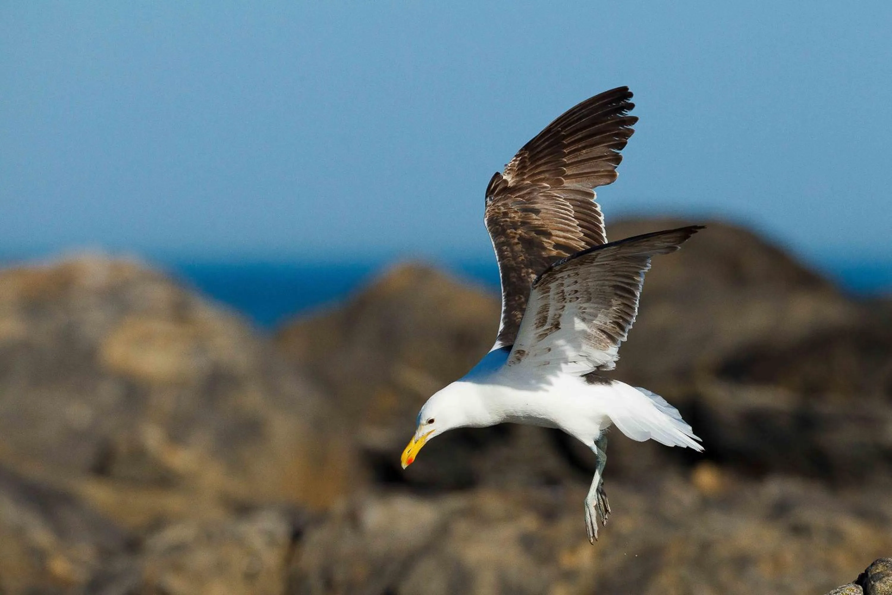Animals in Baywatch Guest House