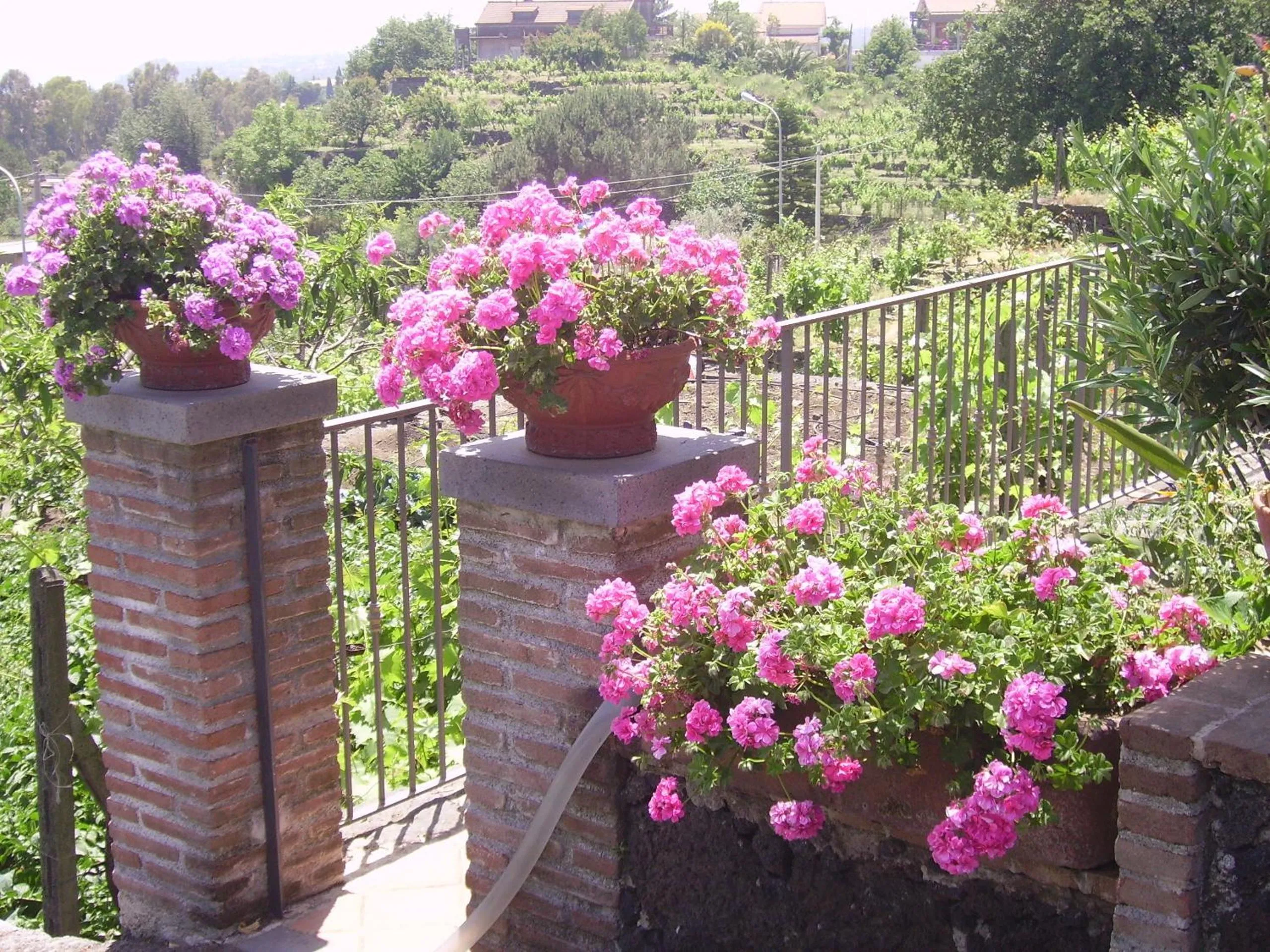 Garden in B&B Villa Dagala