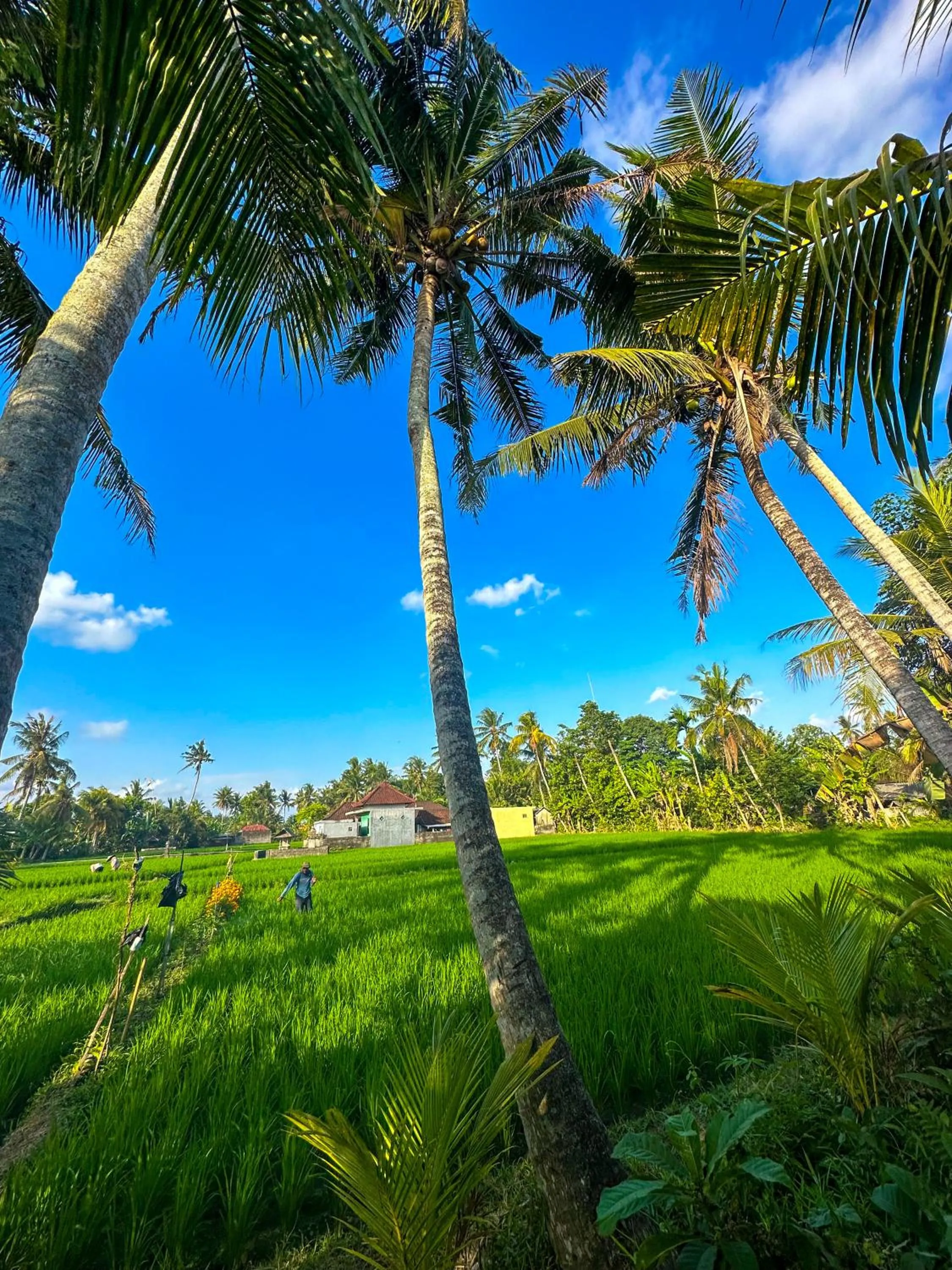 View (from property/room) in Nunu Bali Eco Friendly Retreat