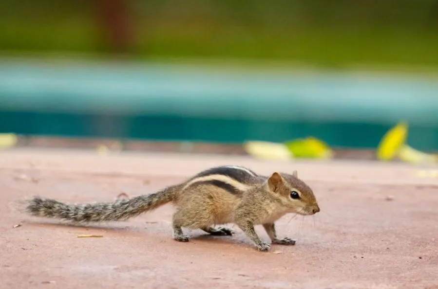 The Cottage Sigiriya