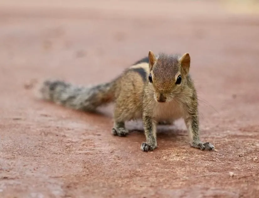 The Cottage Sigiriya