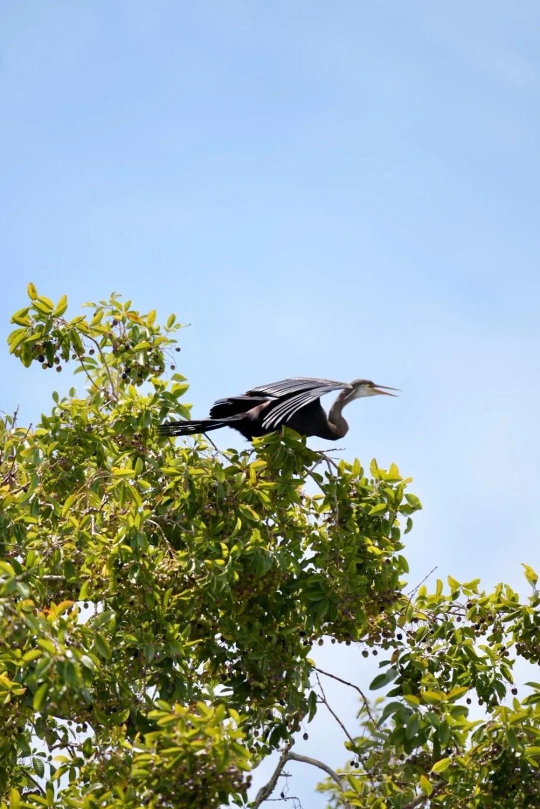 The Cottage Sigiriya