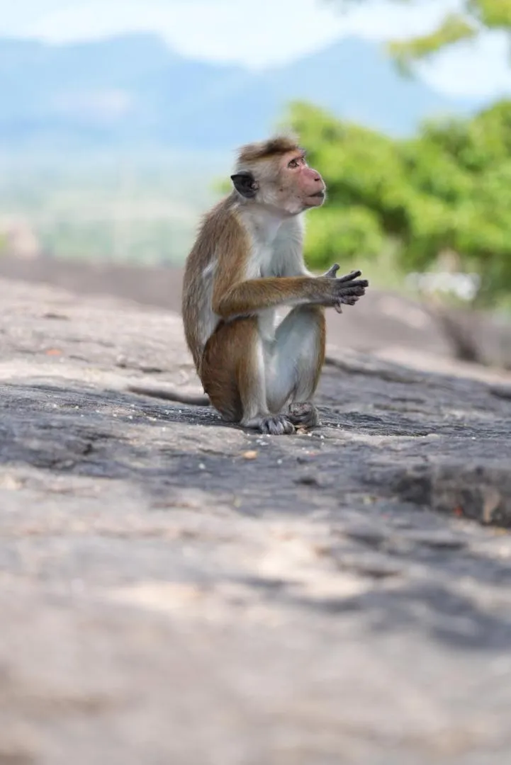 The Cottage Sigiriya