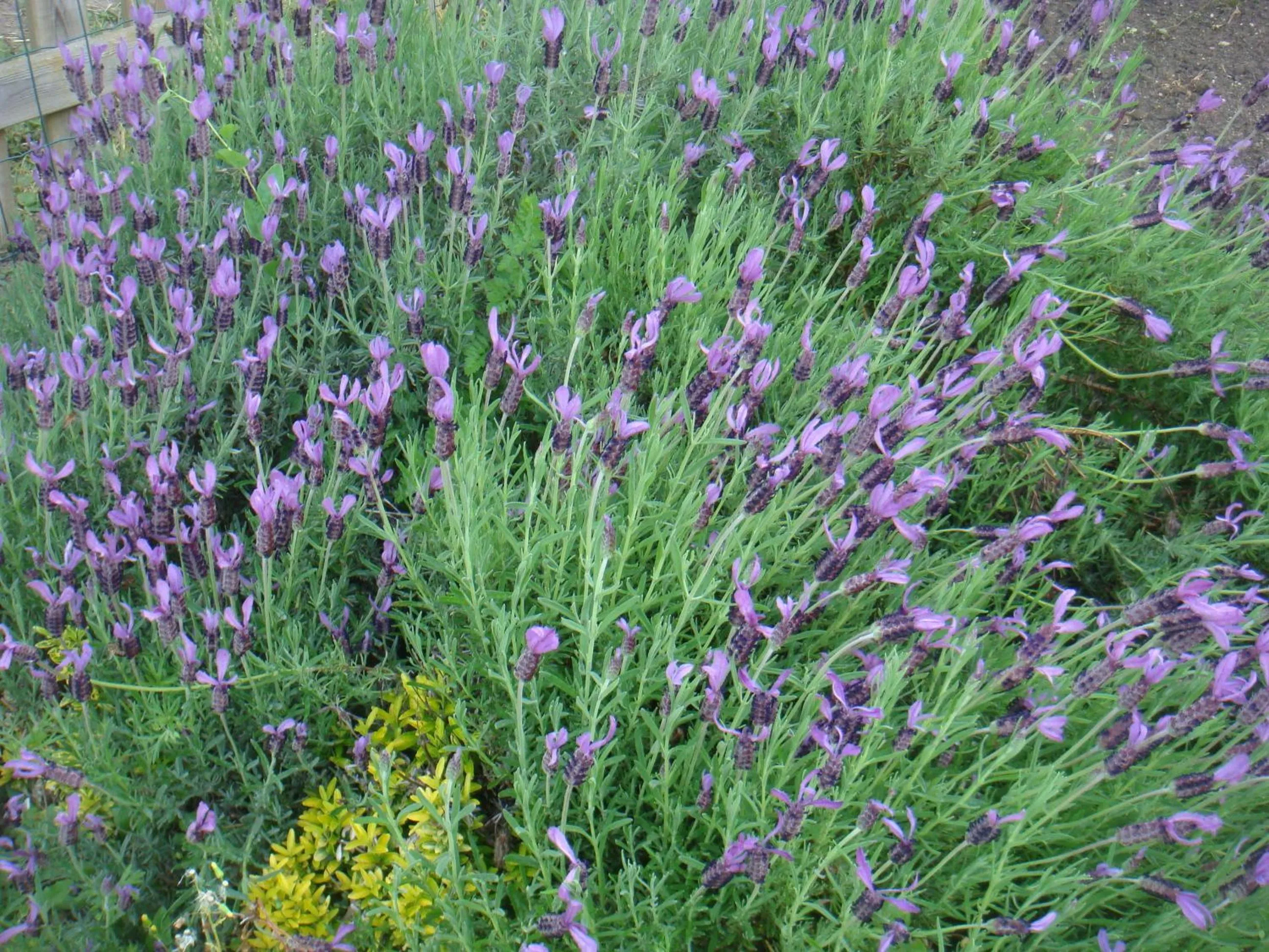 Garden in Villa Chanelle