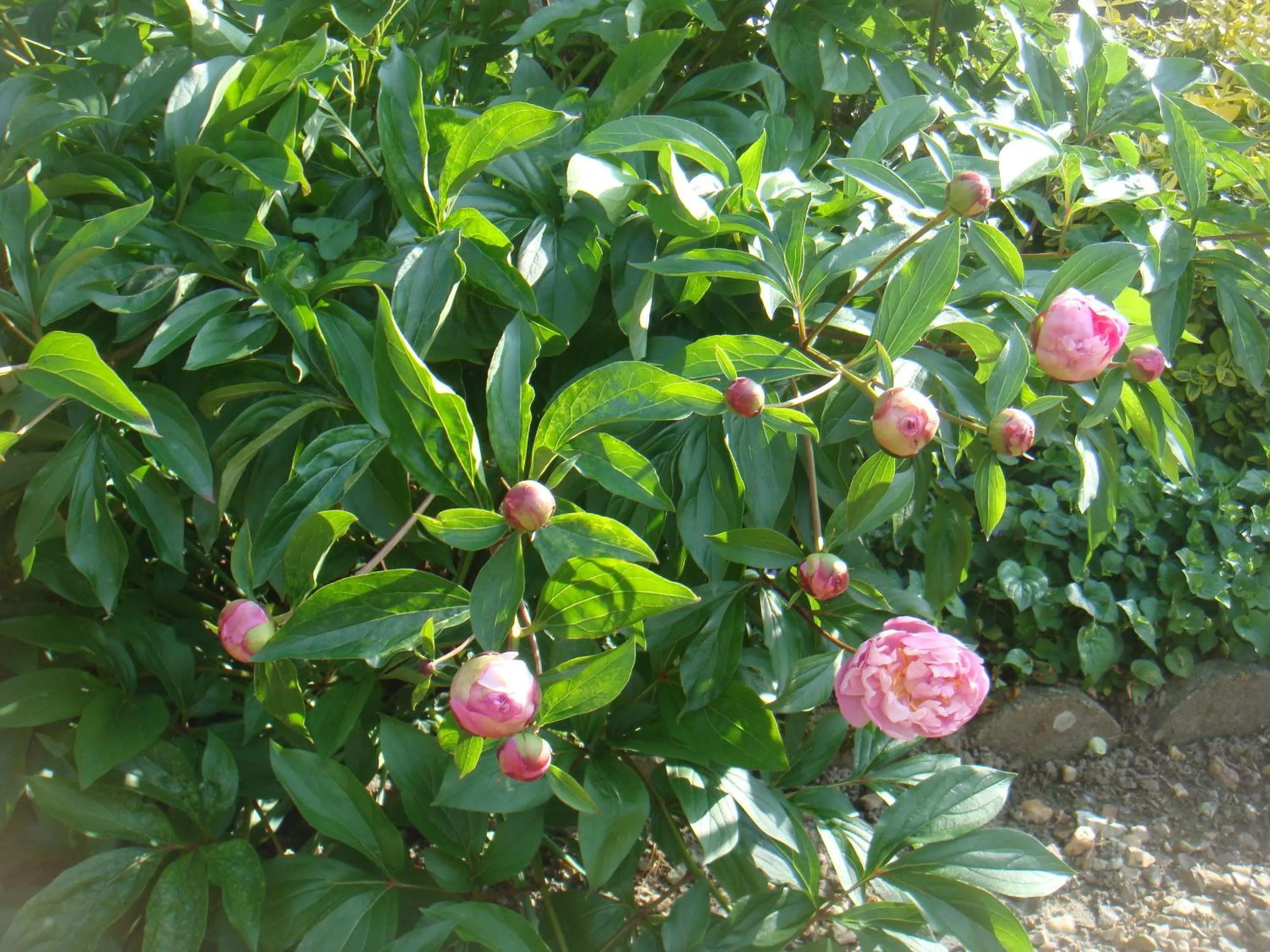 Garden in Villa Chanelle