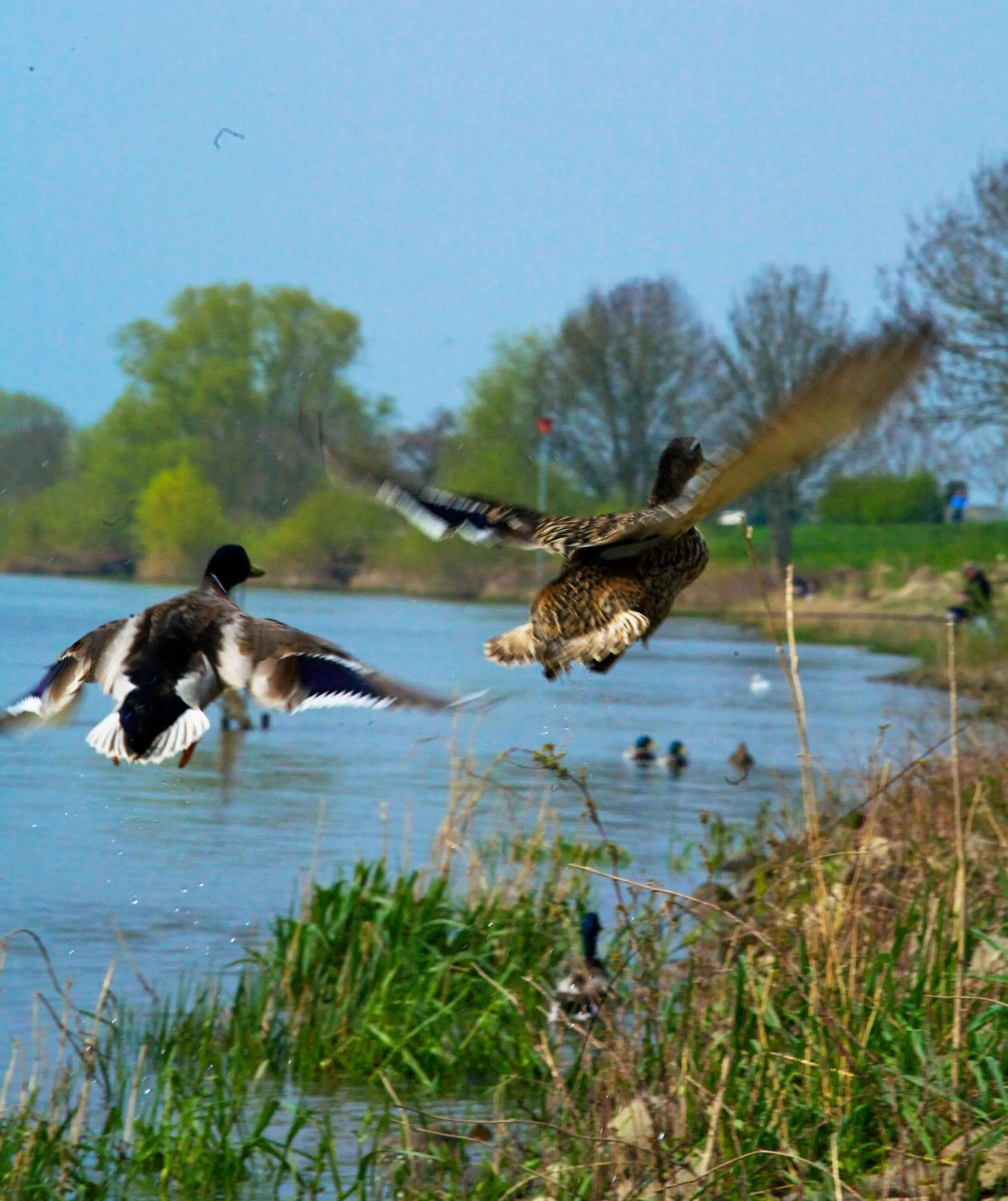 Animals in Fletcher Hotel Restaurant Rooland