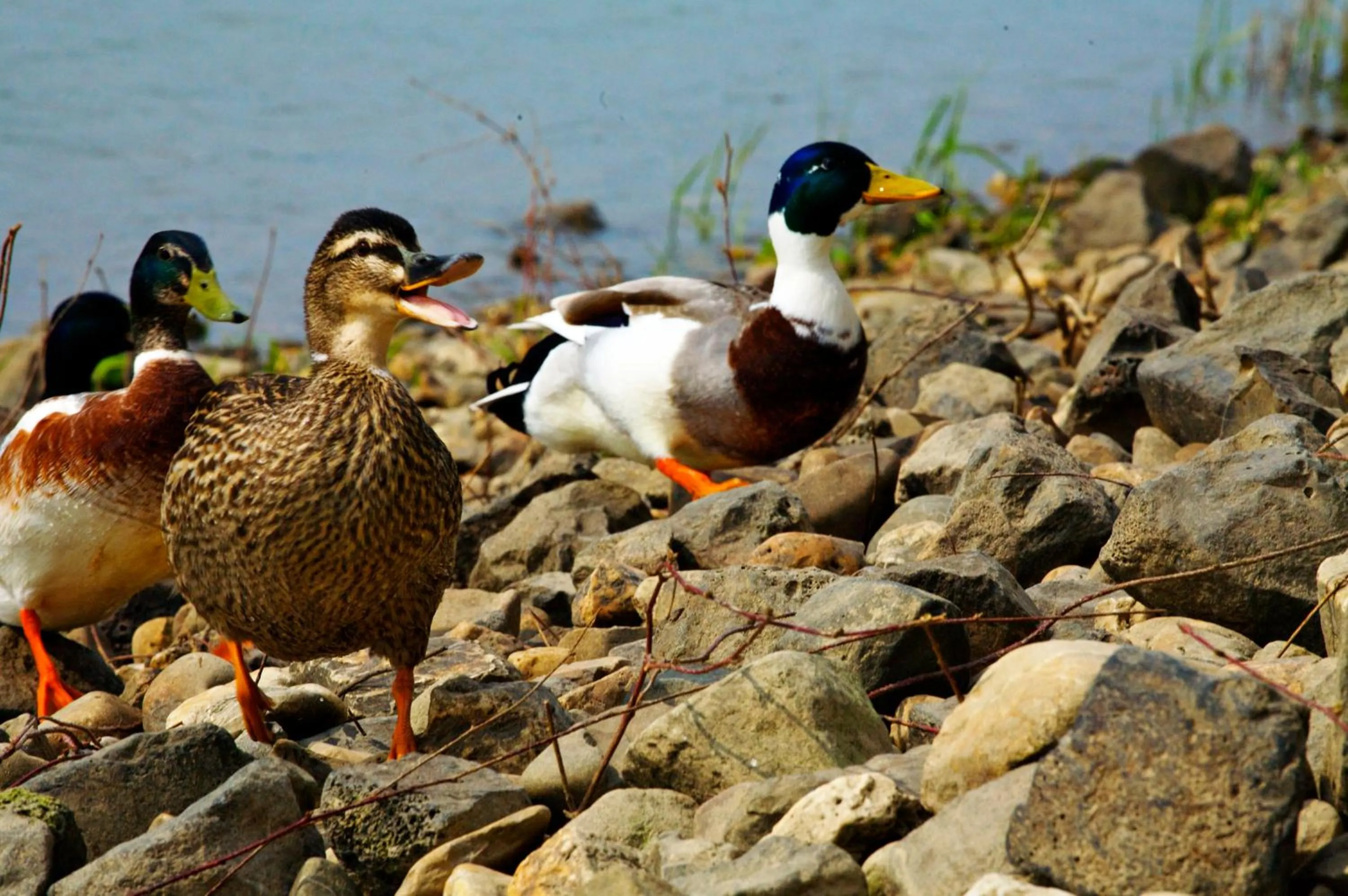 Animals in Fletcher Hotel Restaurant Rooland