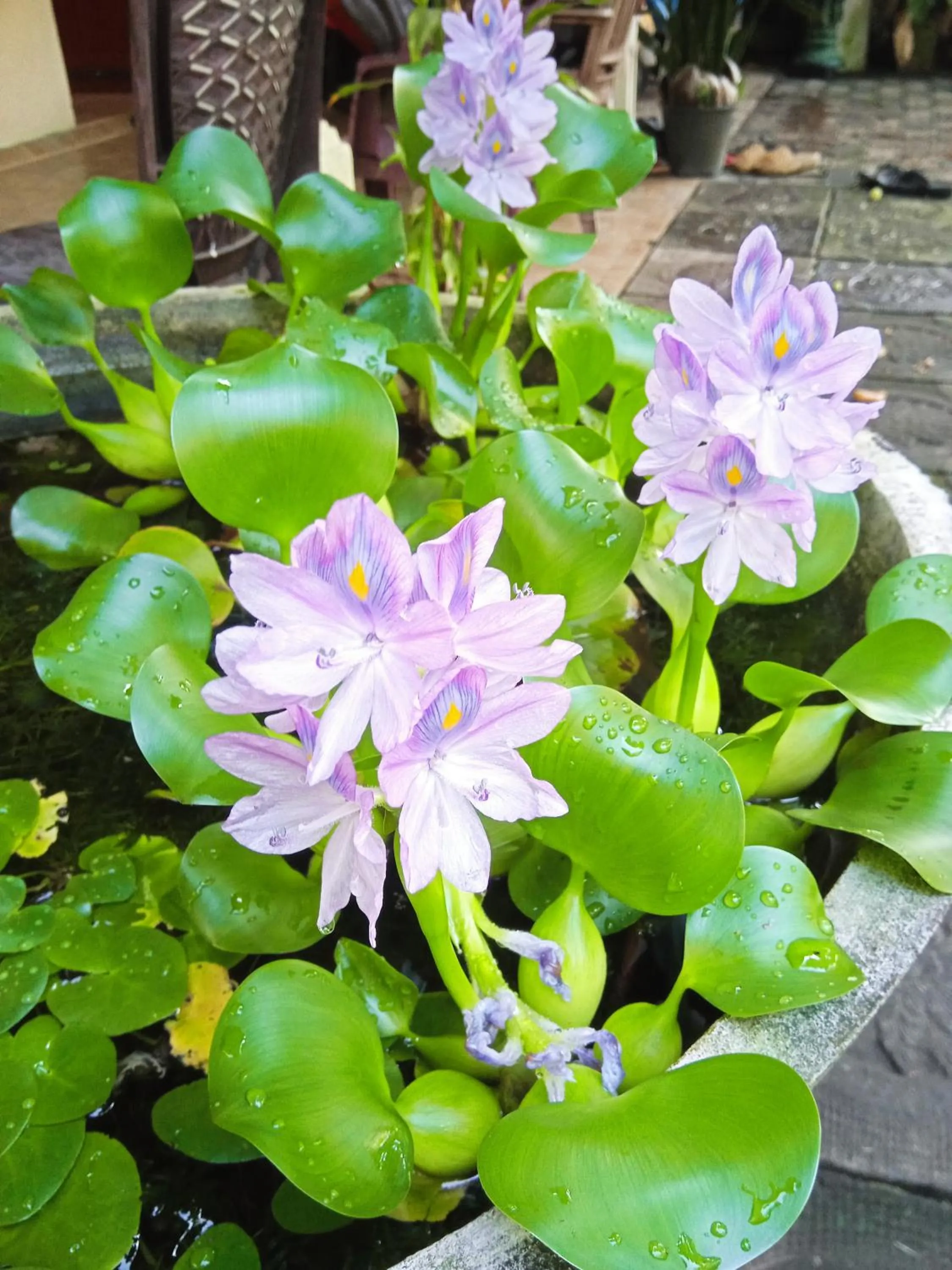 Indusara Villa Bentota