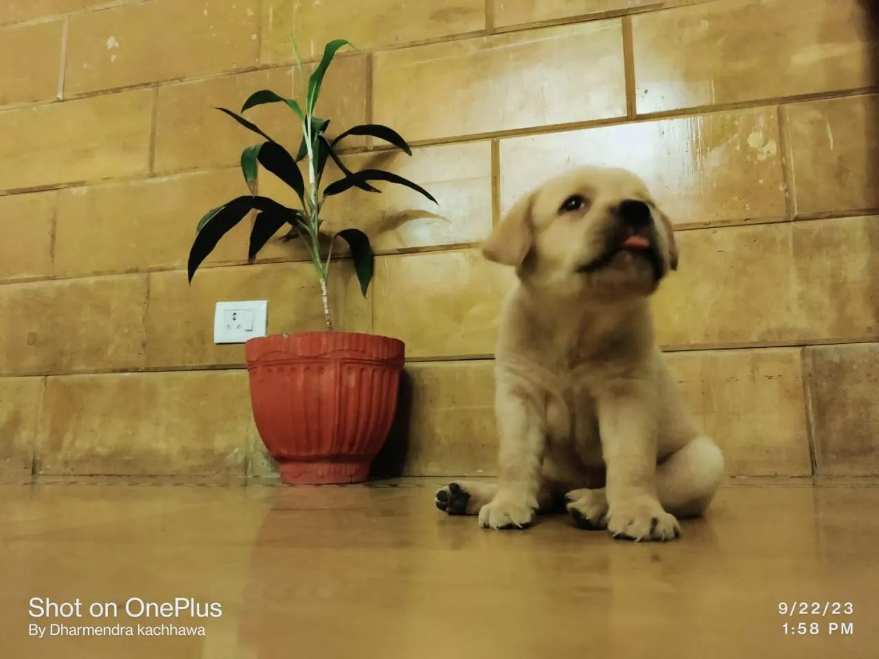 Text overlay, Pets in The Elite Castle