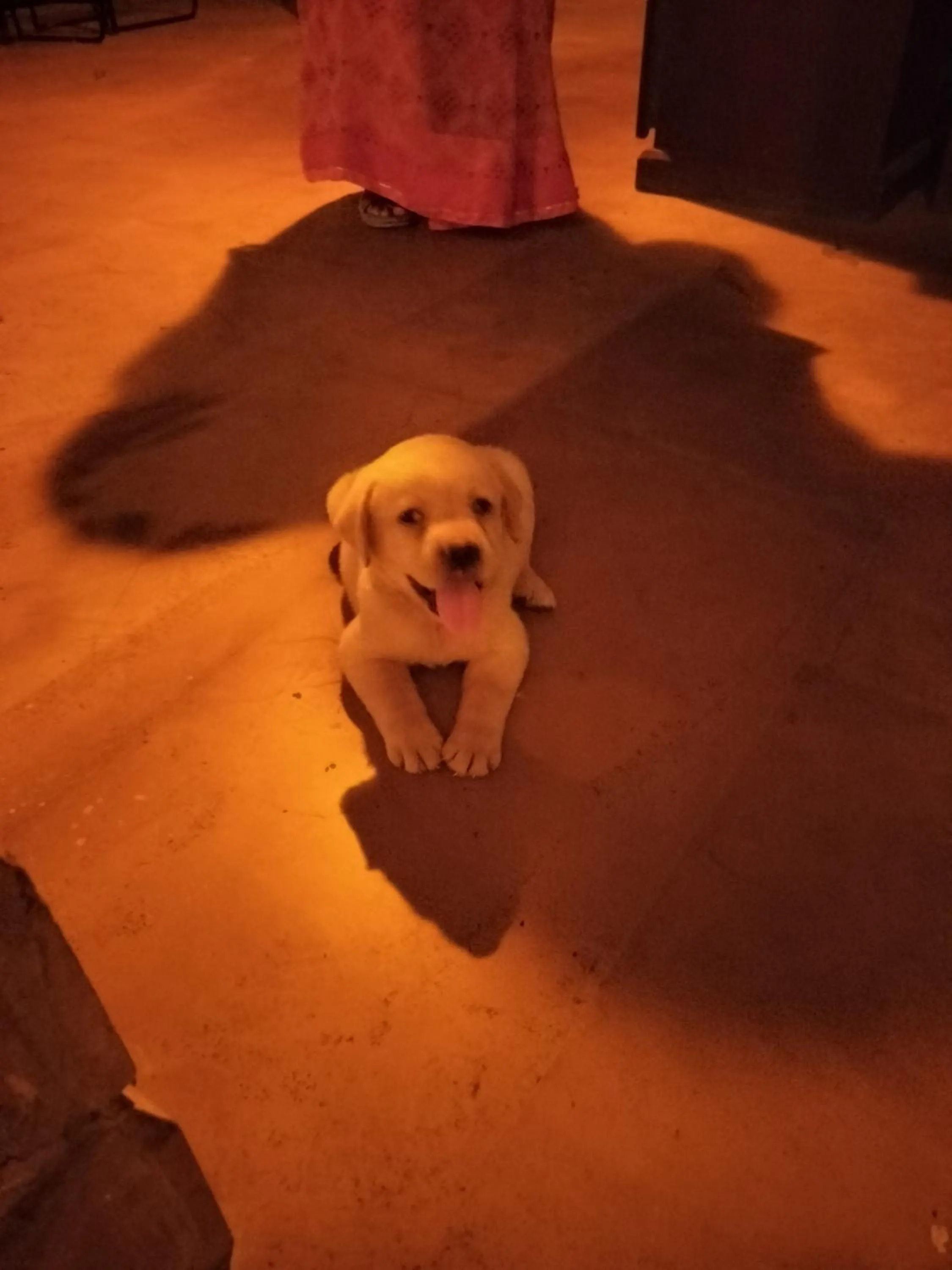 Pets in The Elite Castle