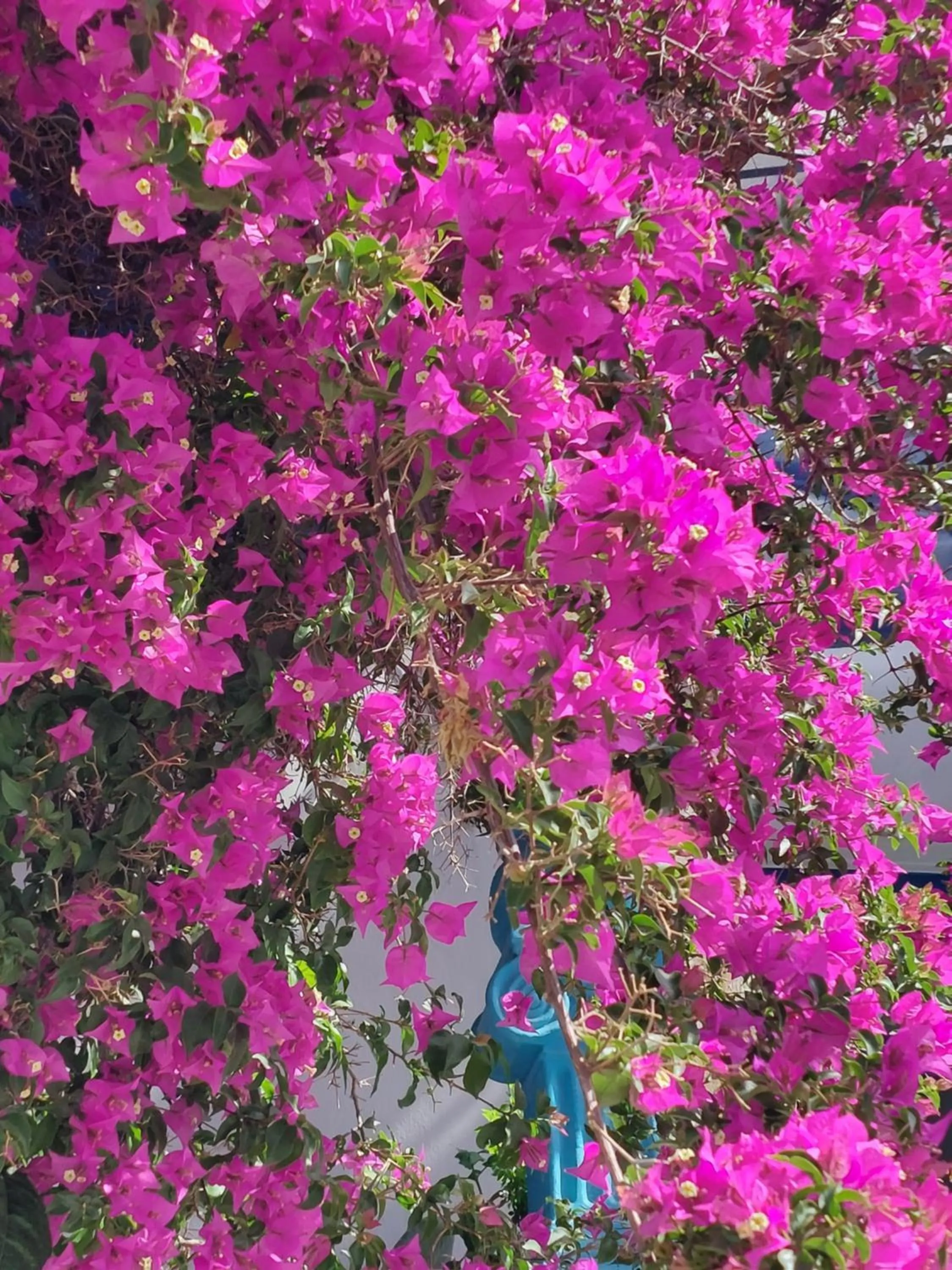 Spring in Doron Hotel Delfini