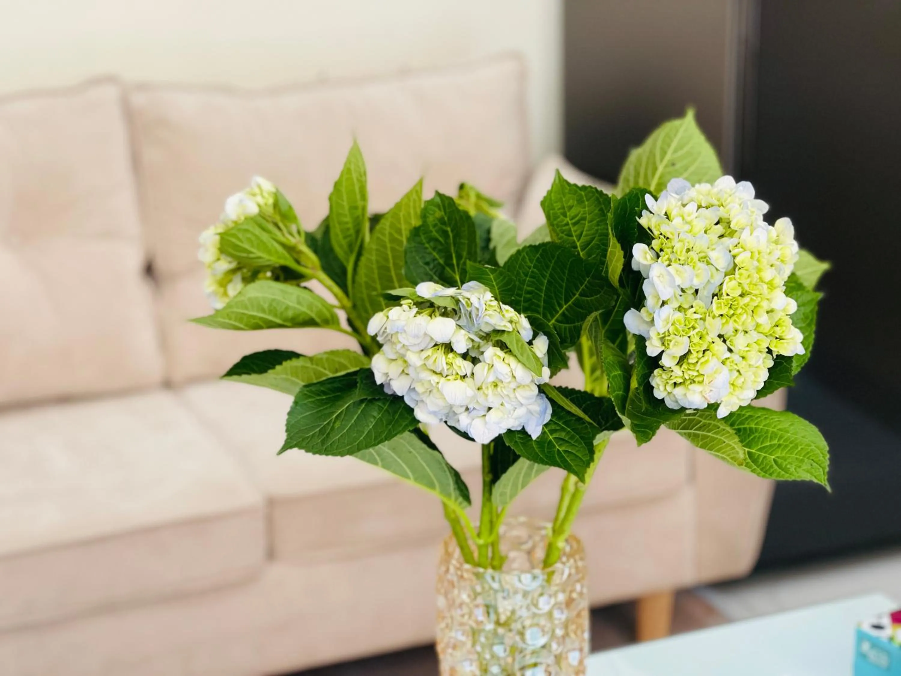 Basic Guest House Hải Phòng