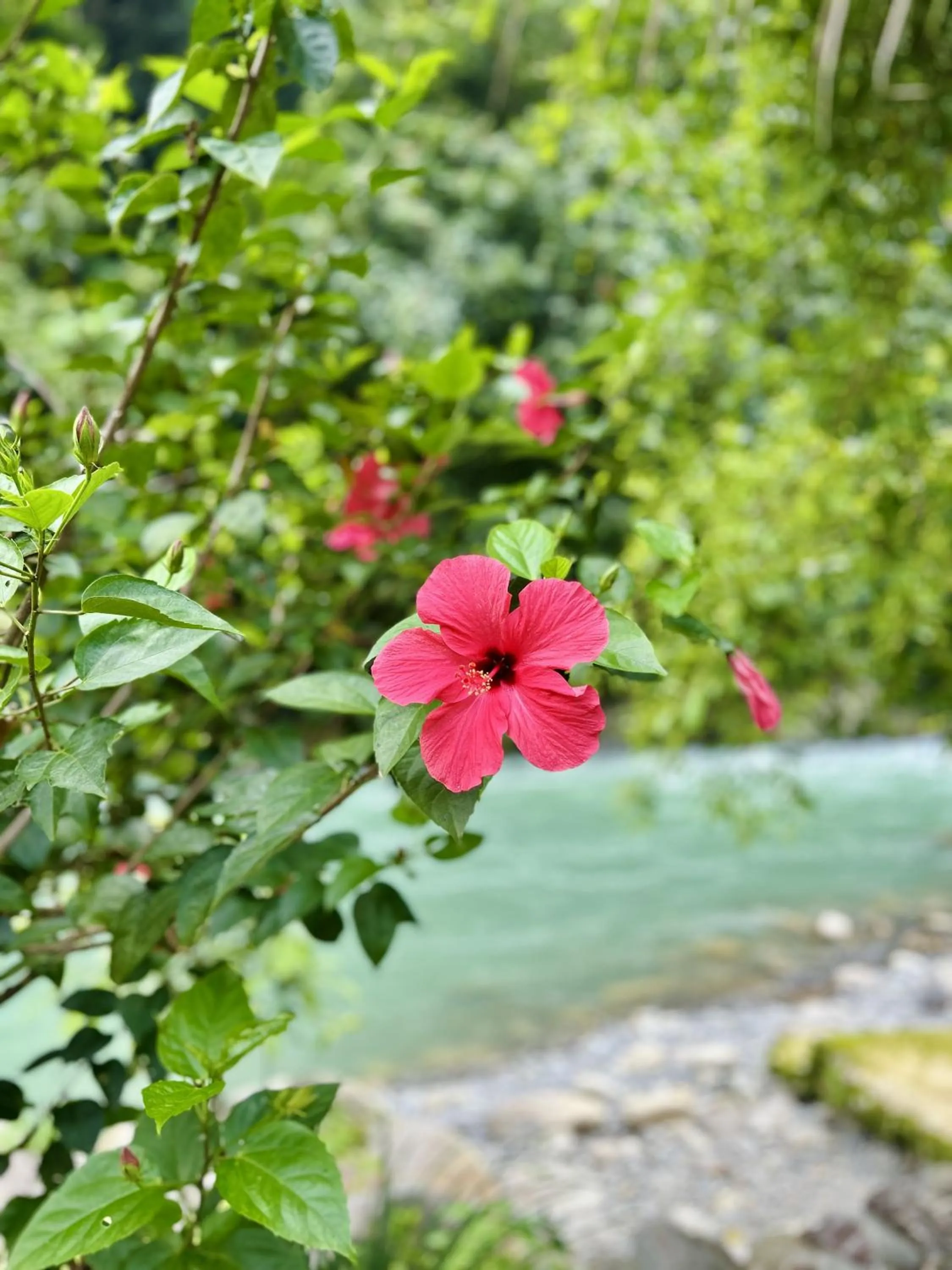 Garden in Back to Nature Ecotourism