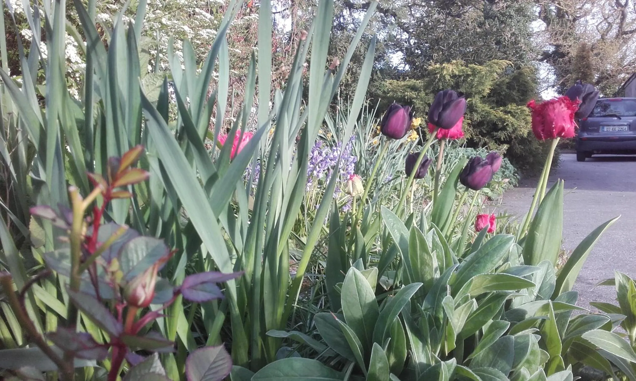 Garden view in Twin Oaks Bed & Breakfast