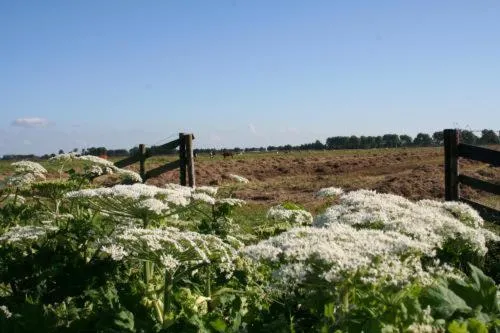 Day in 't Wapen van Middelie