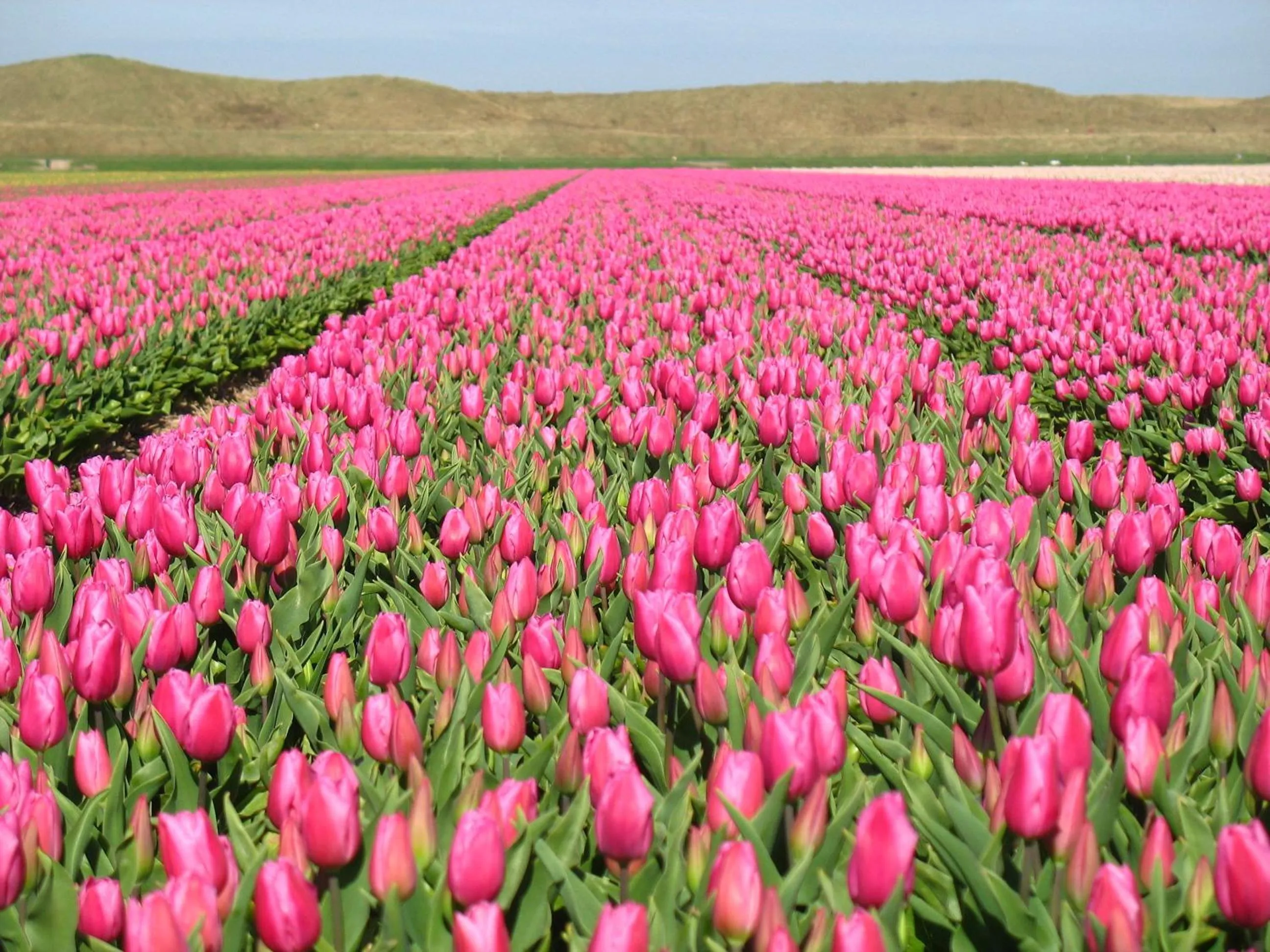 Nearby landmark in Strandhotel de Horn
