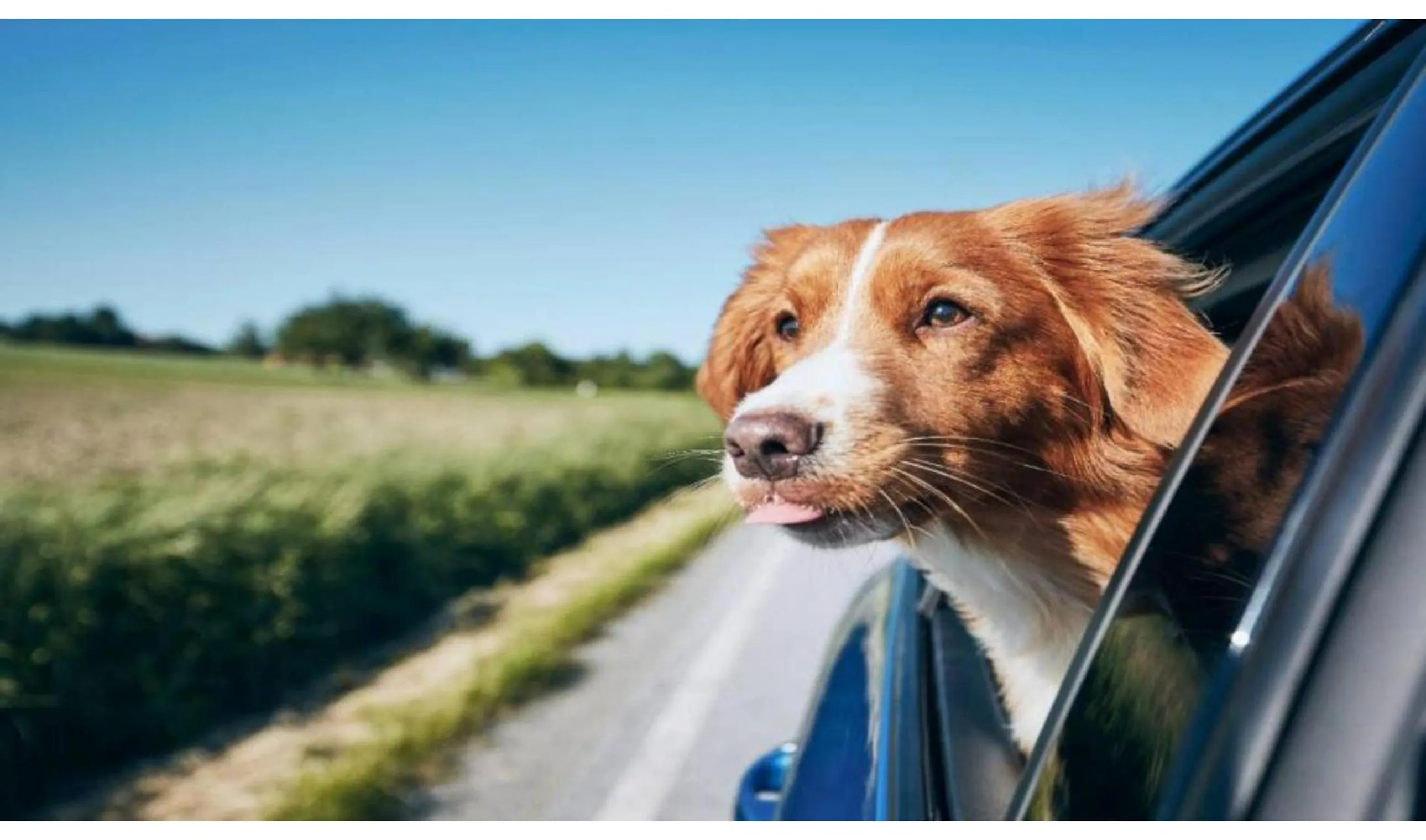 pet friendly in Studio 6 San Angelo, Tx