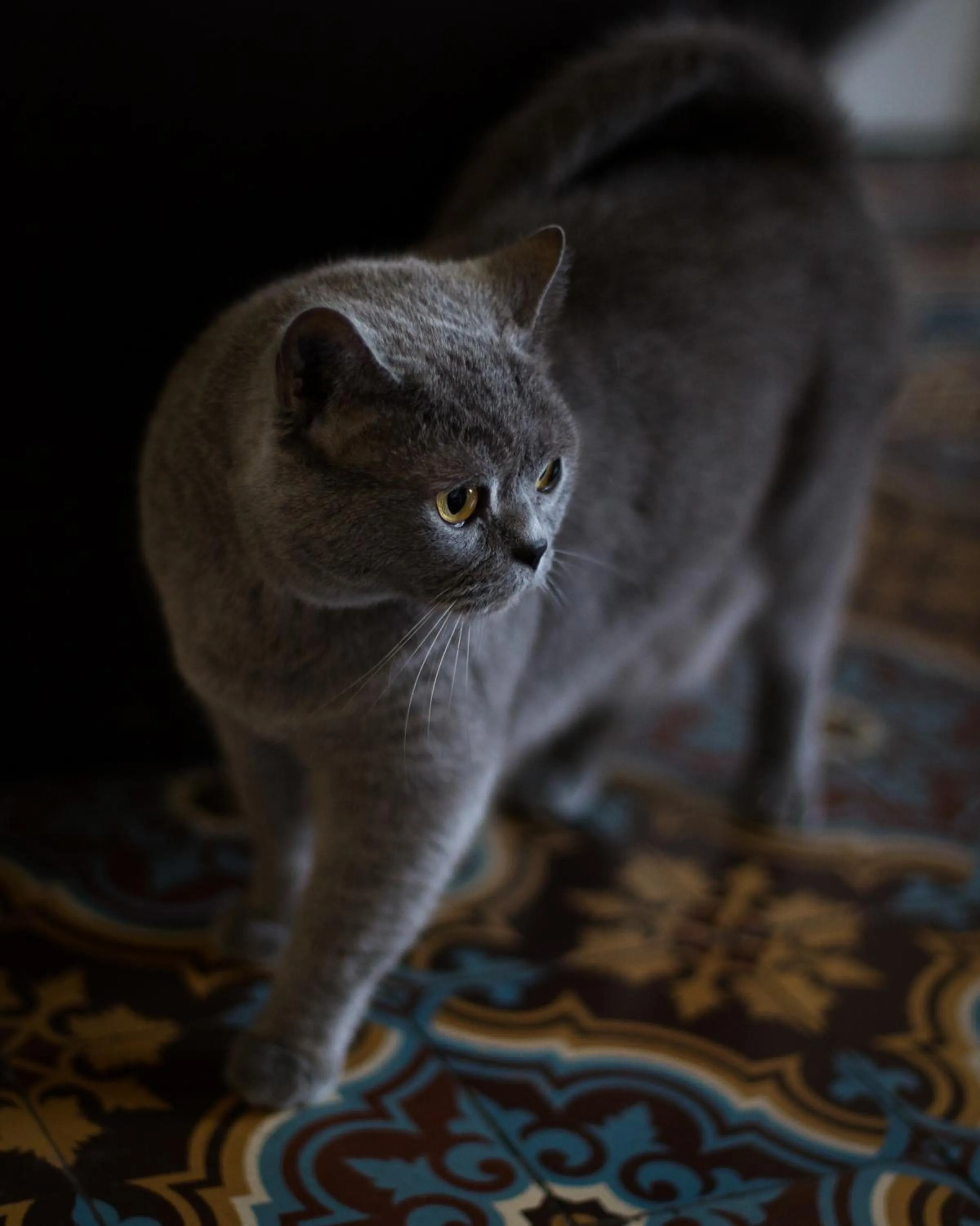 Pets in Château de la Folie
