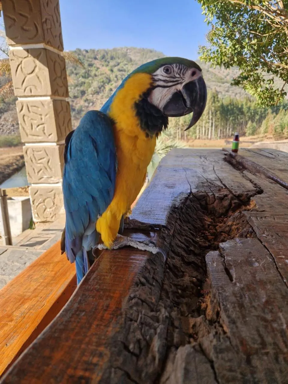 Emahlathini Guest Farm