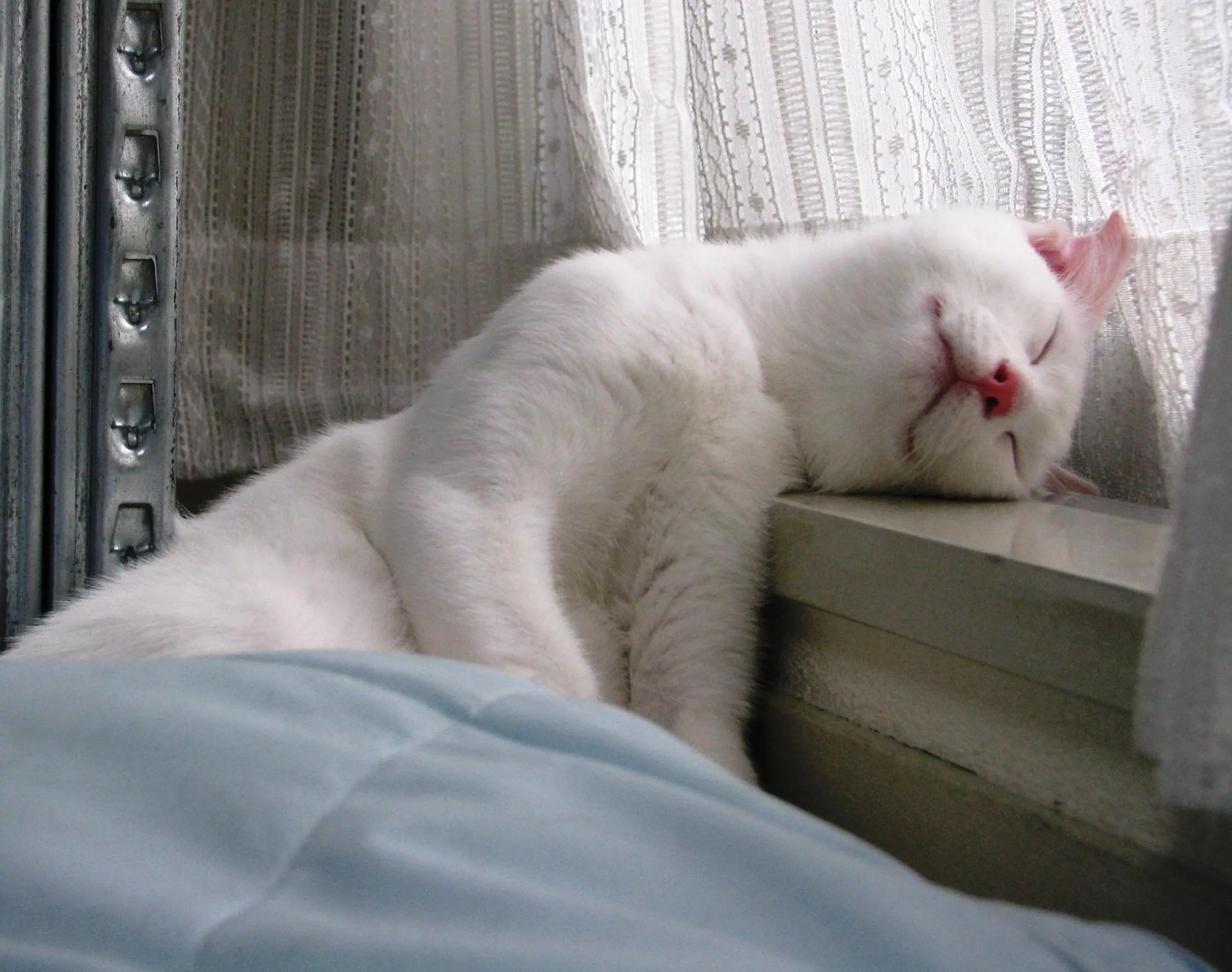 Pets in Agriturismo San Galgano