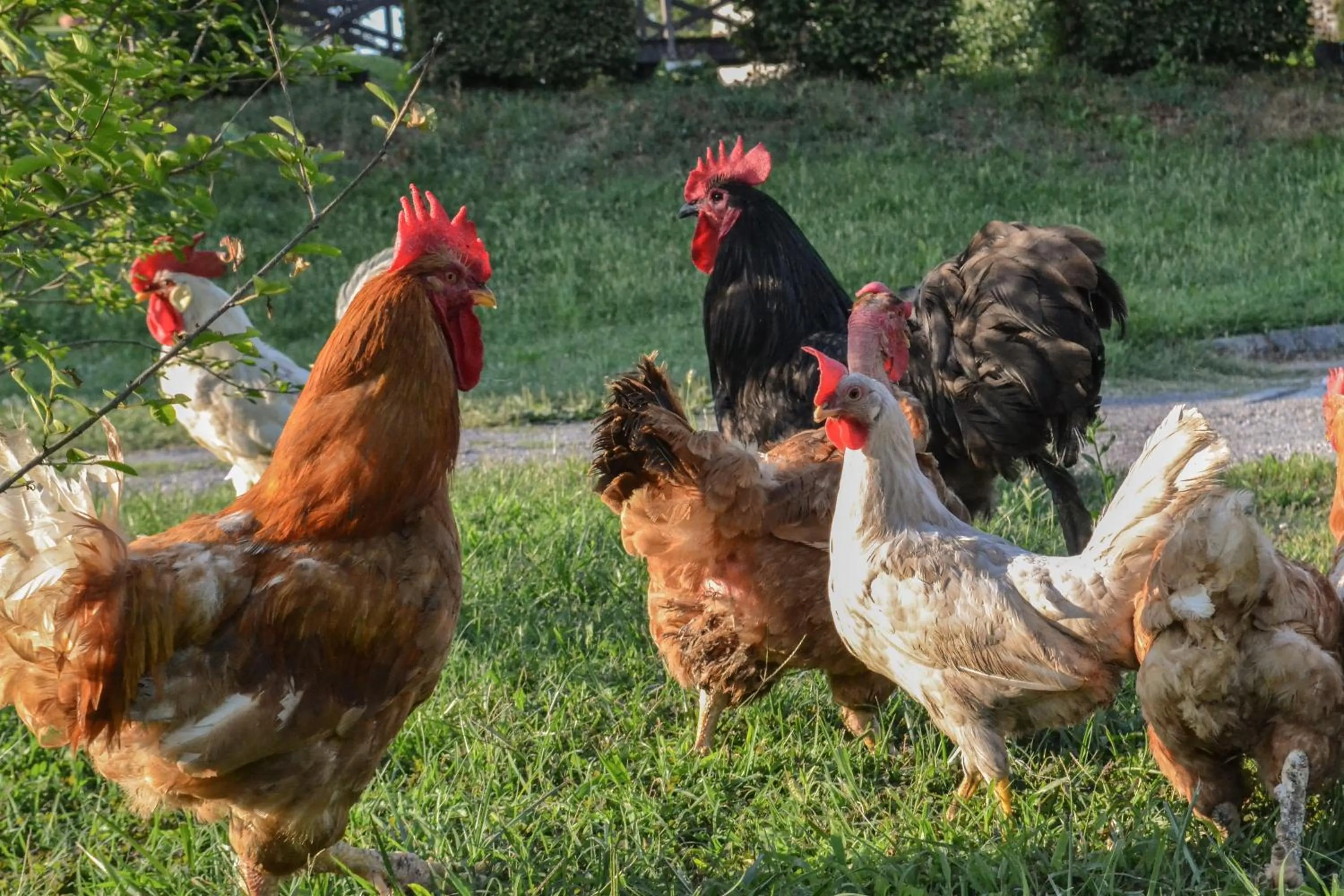 Garden in Castello di Cernusco Lombardone