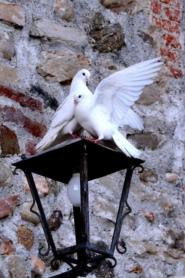 Animals in Castello di Cernusco Lombardone
