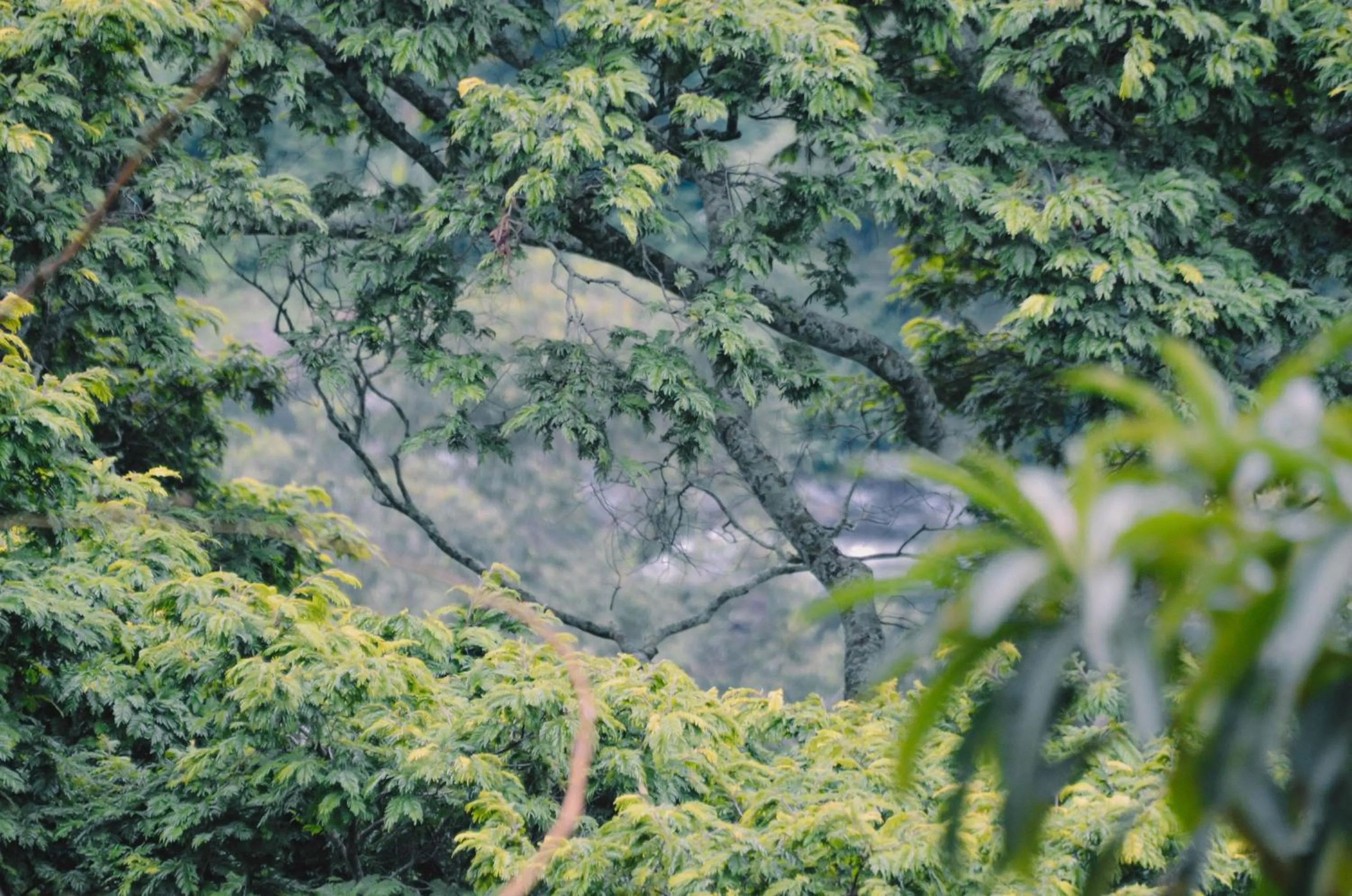 Landmark view in Kaliwa Lodge