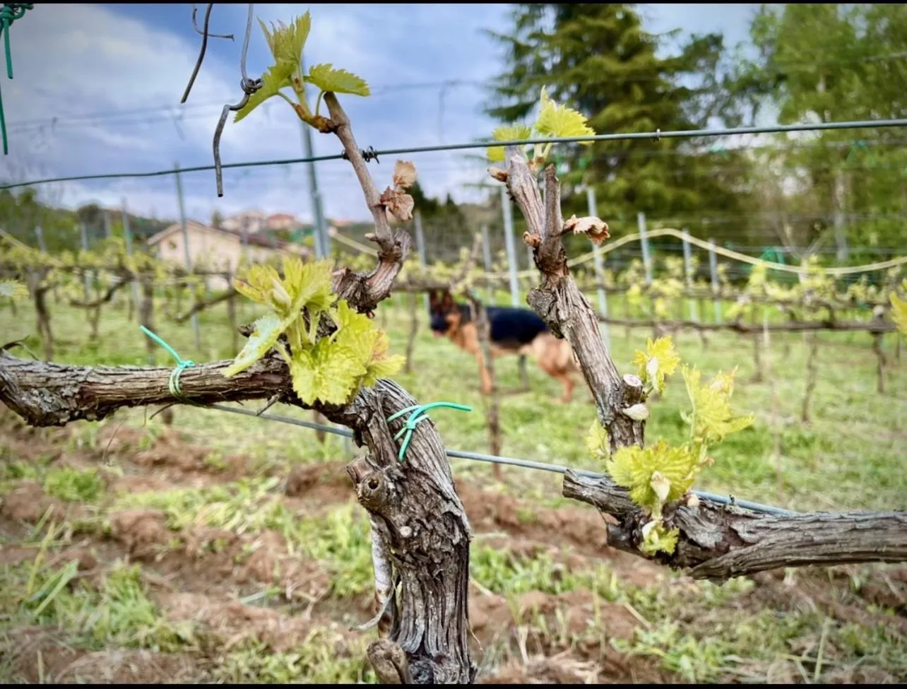Day in Donna Vittori - Borgo Agricolo