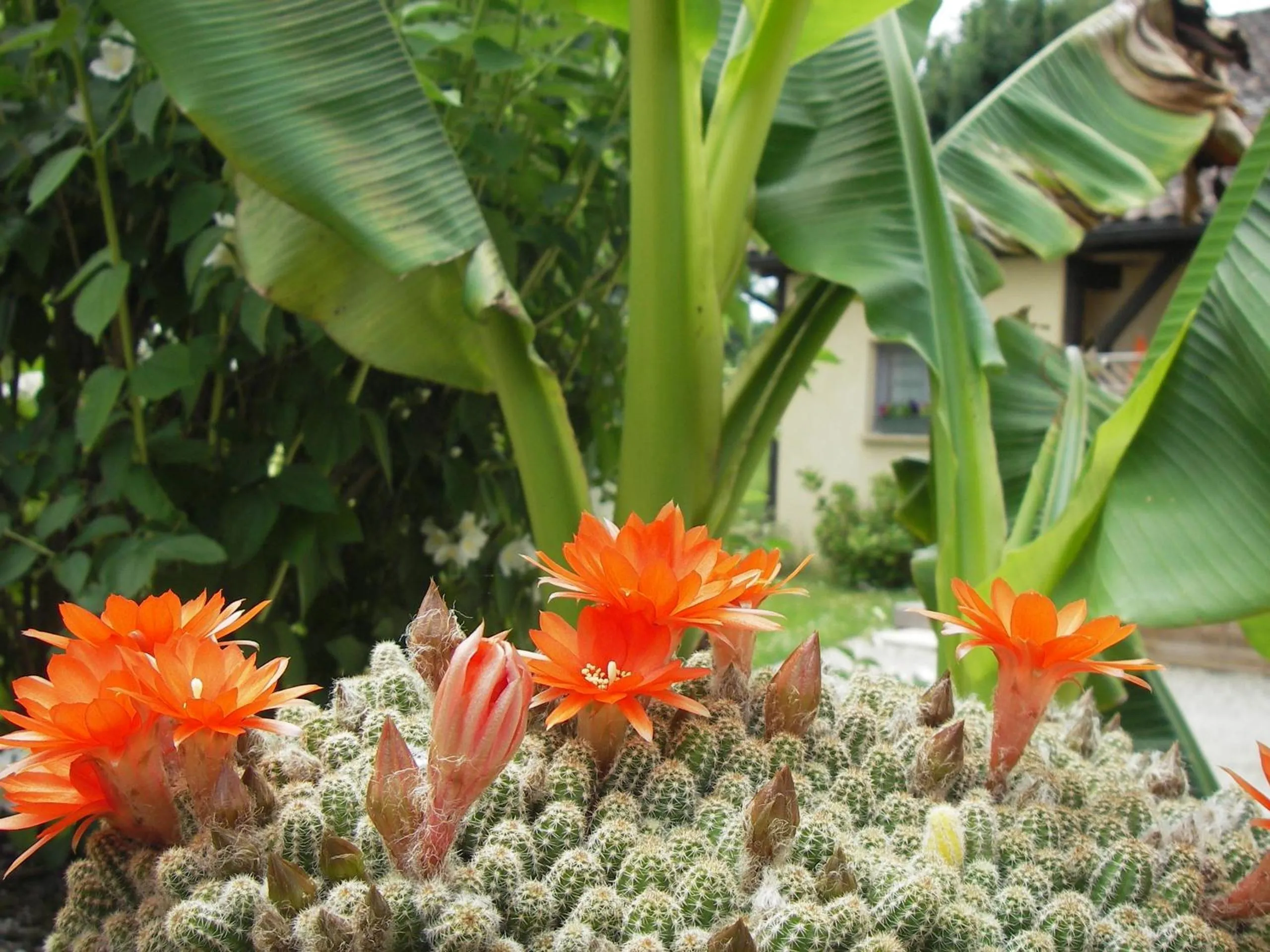 Garden in Les 4 Saisons