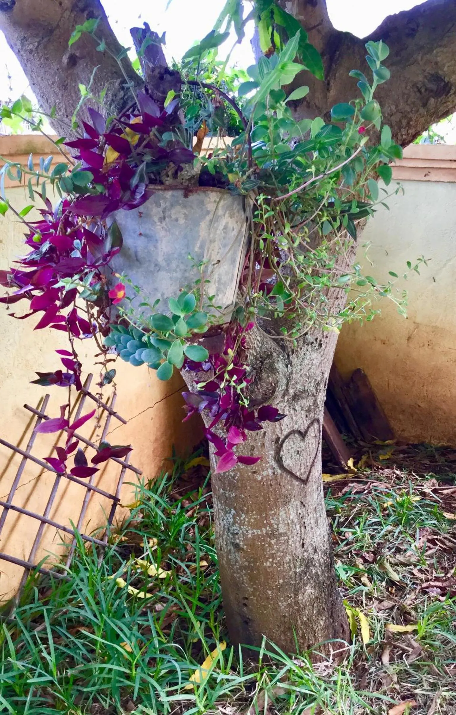 Garden in La Reine Creole