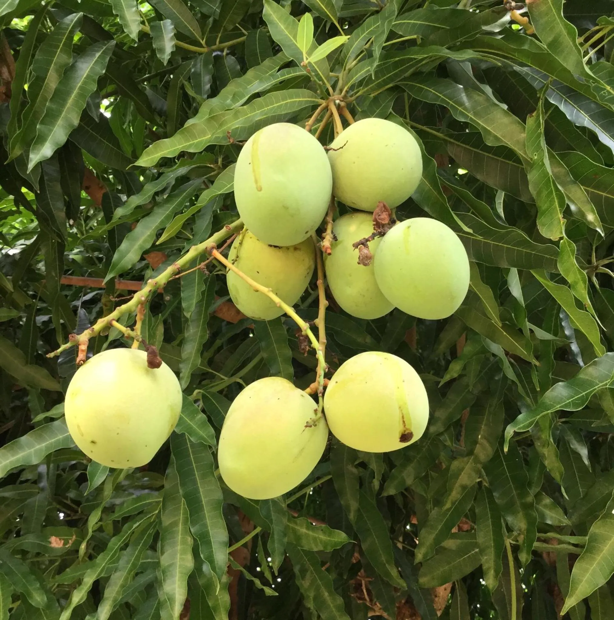 Food in La Reine Creole