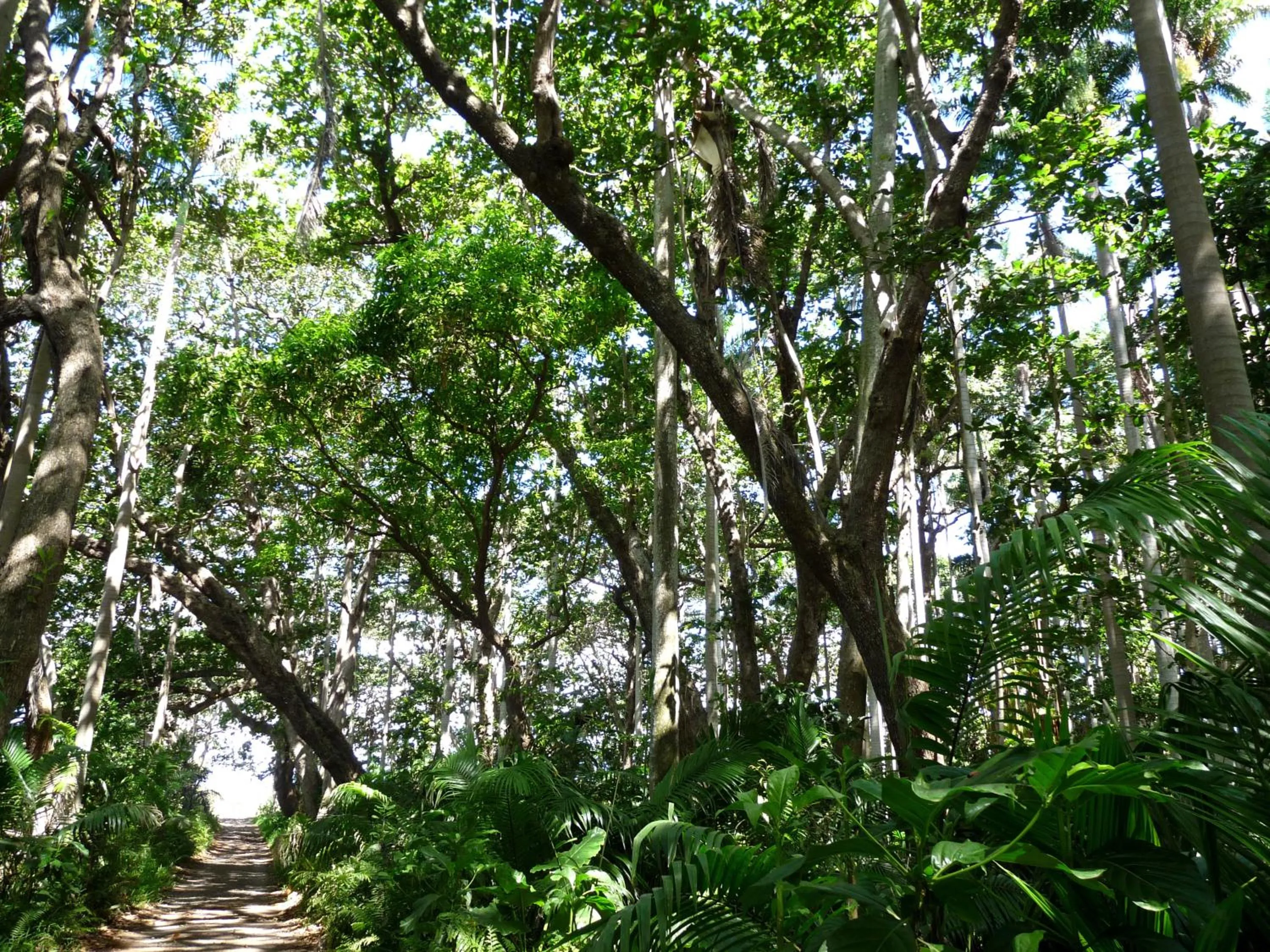 Natural landscape in La Reine Creole