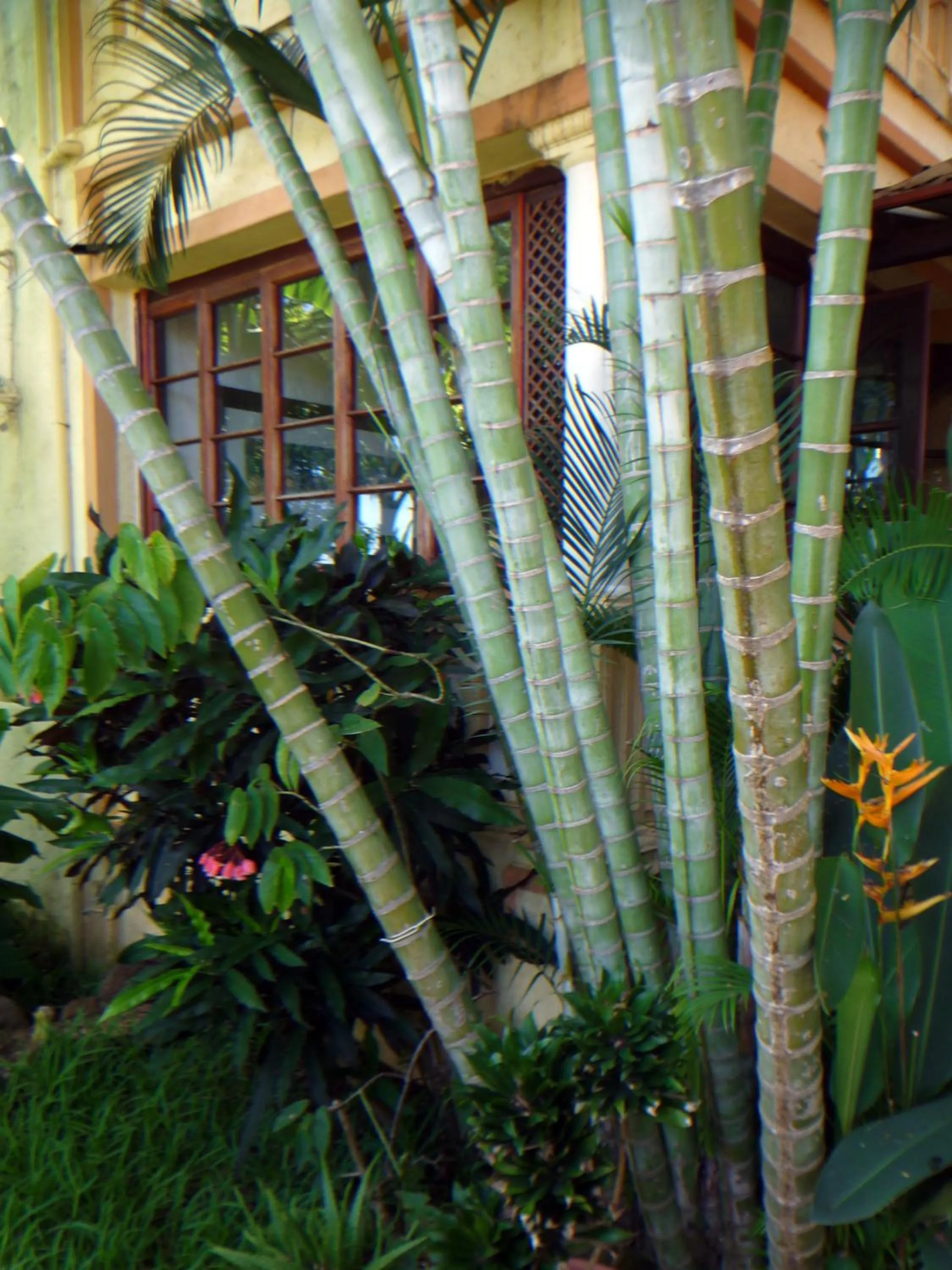 Property building in La Reine Creole