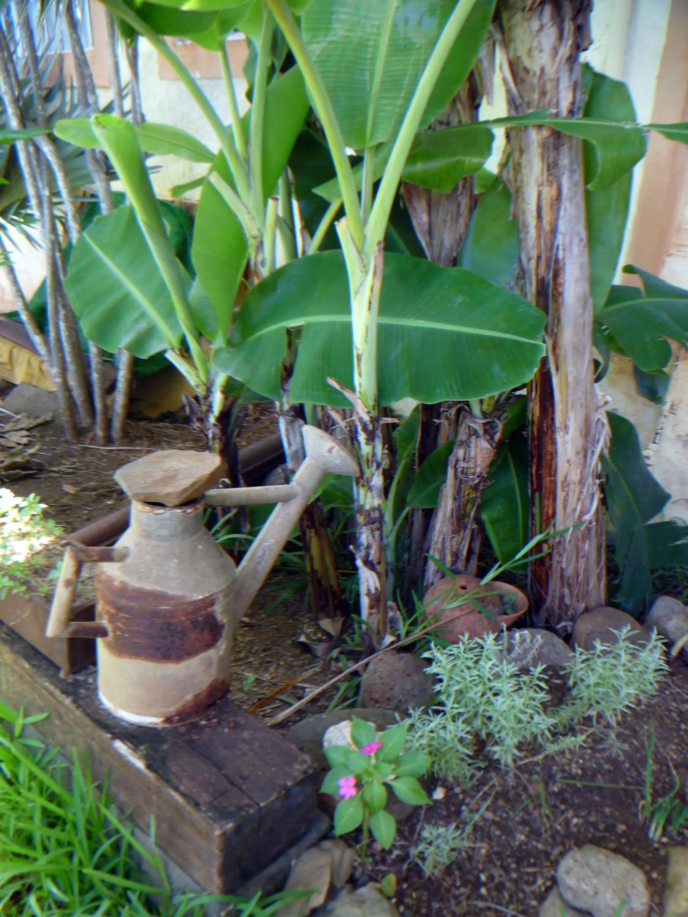 Garden in La Reine Creole