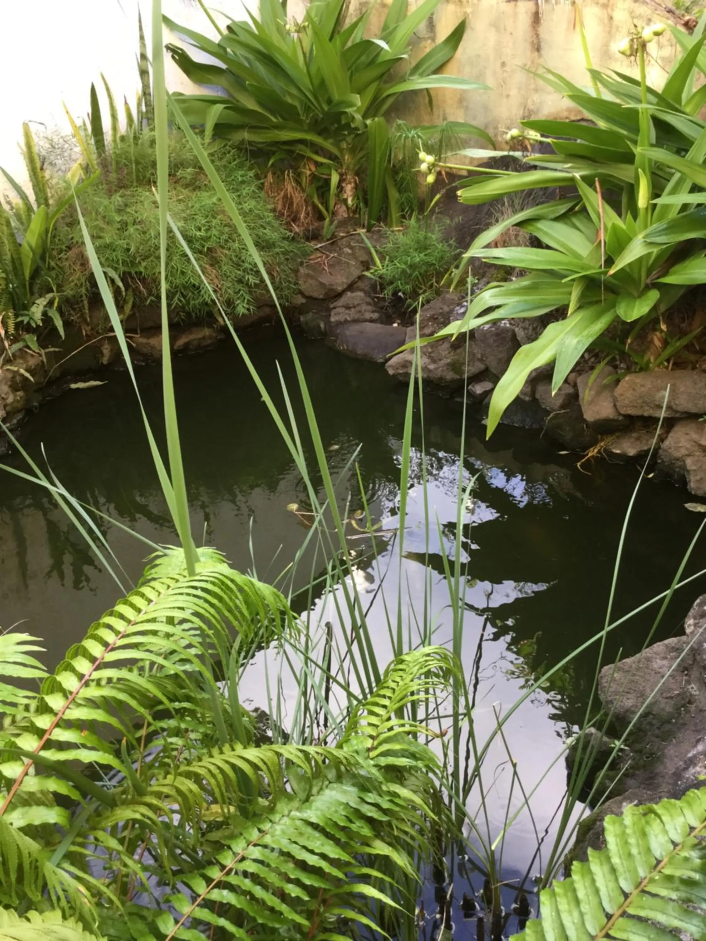 Property building in La Reine Creole