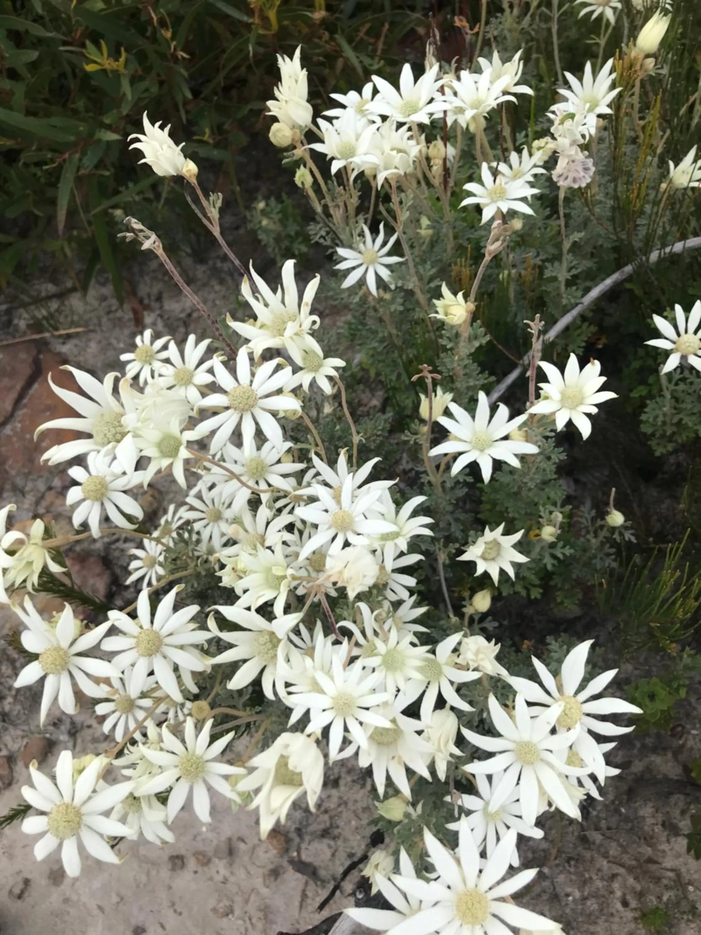 Spring in The Red Letterbox