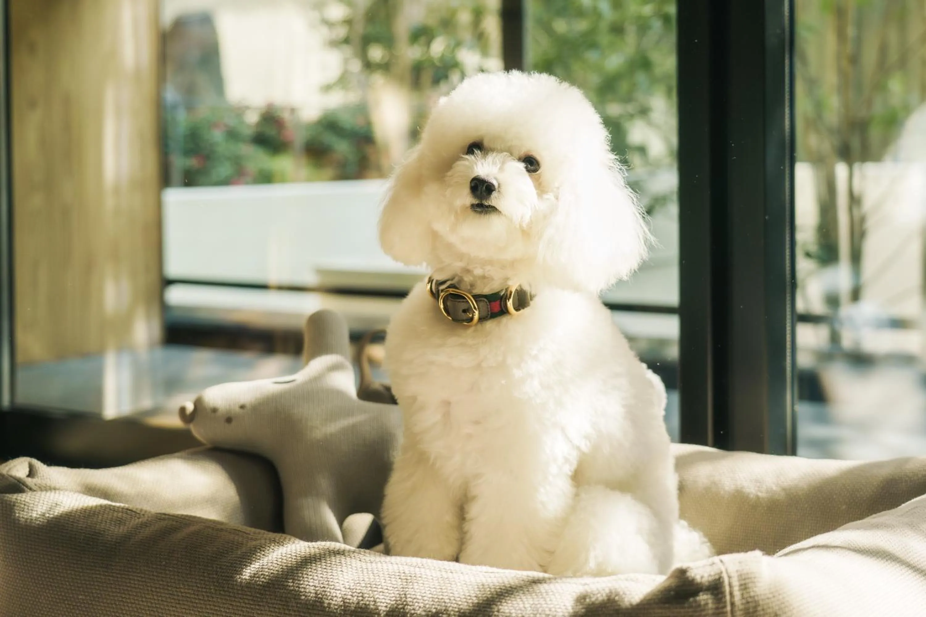 Pets in Six Senses Kyoto