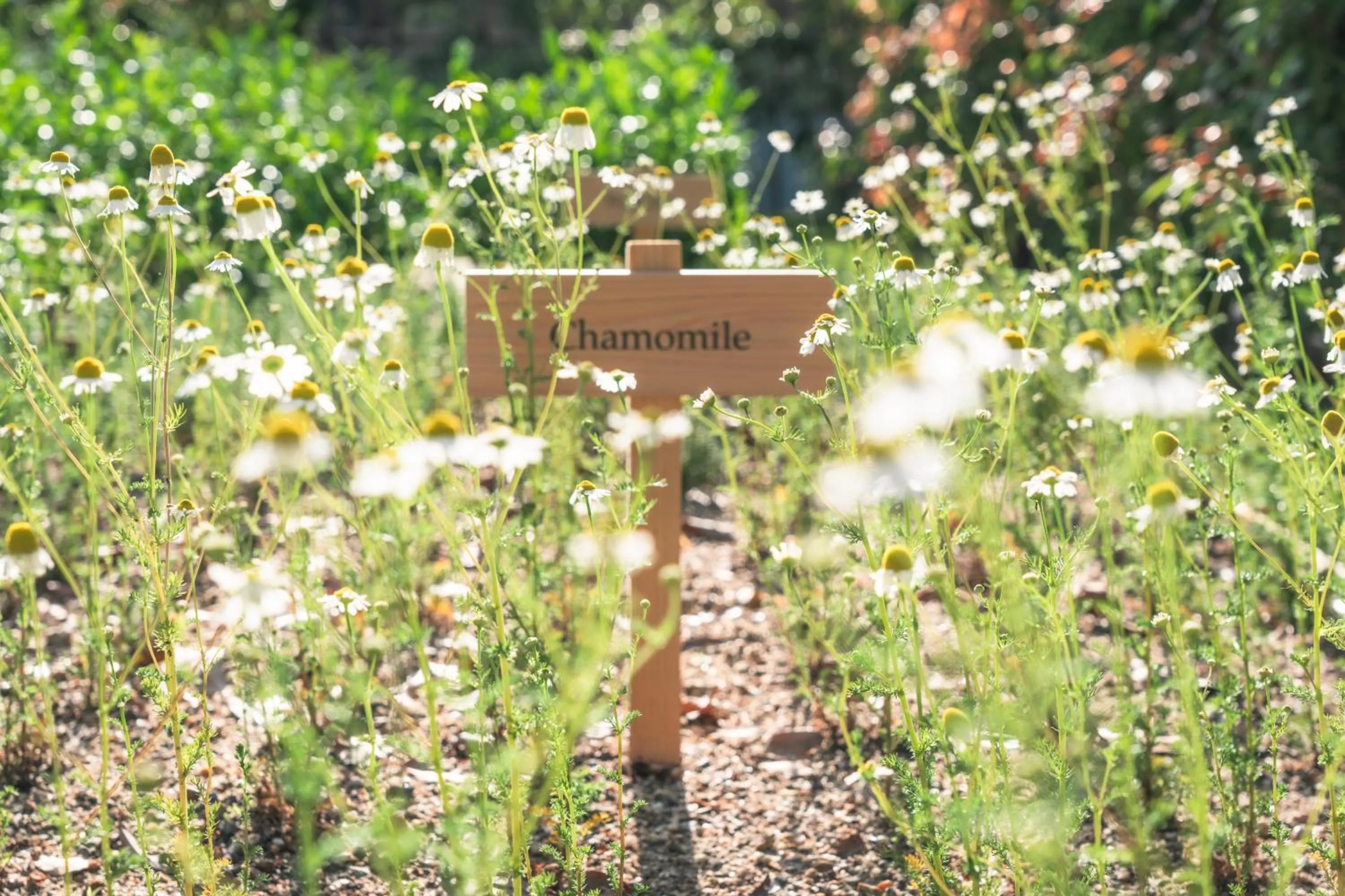 Day in Six Senses Kyoto