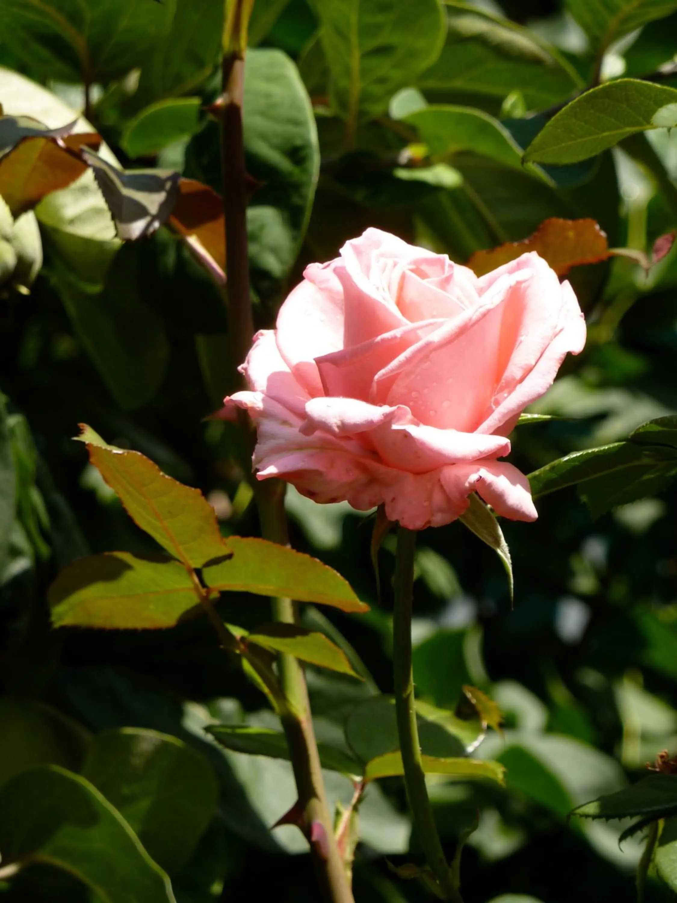 View (from property/room) in Hotel Waldfriede