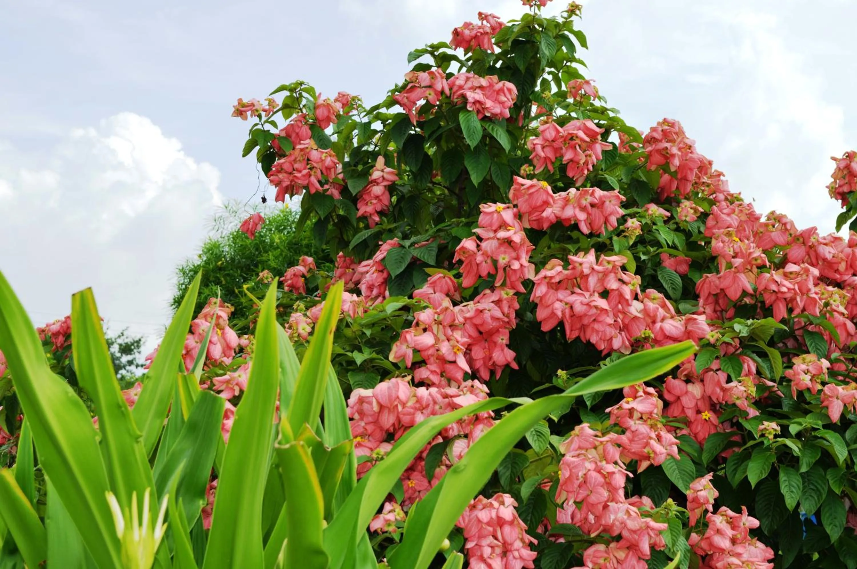 Garden in Chitwan Paradise Hotel