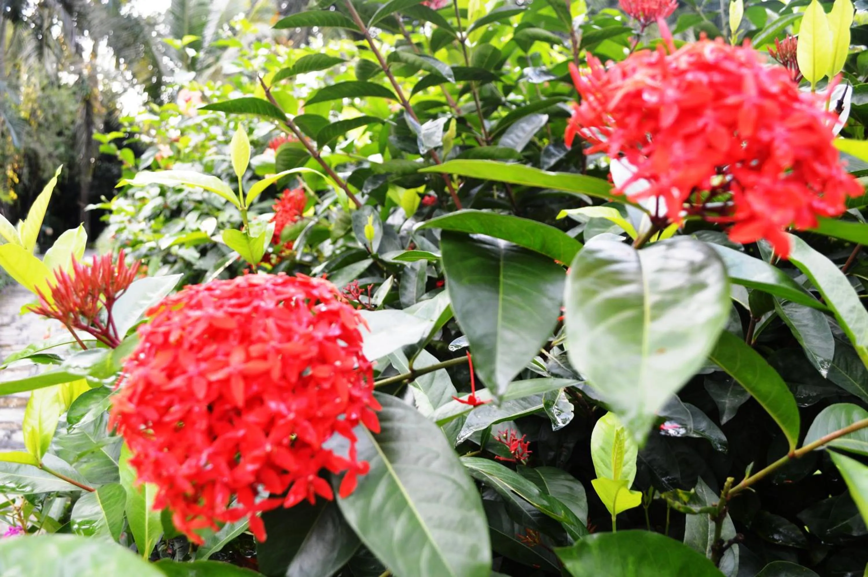 Garden in Chitwan Paradise Hotel