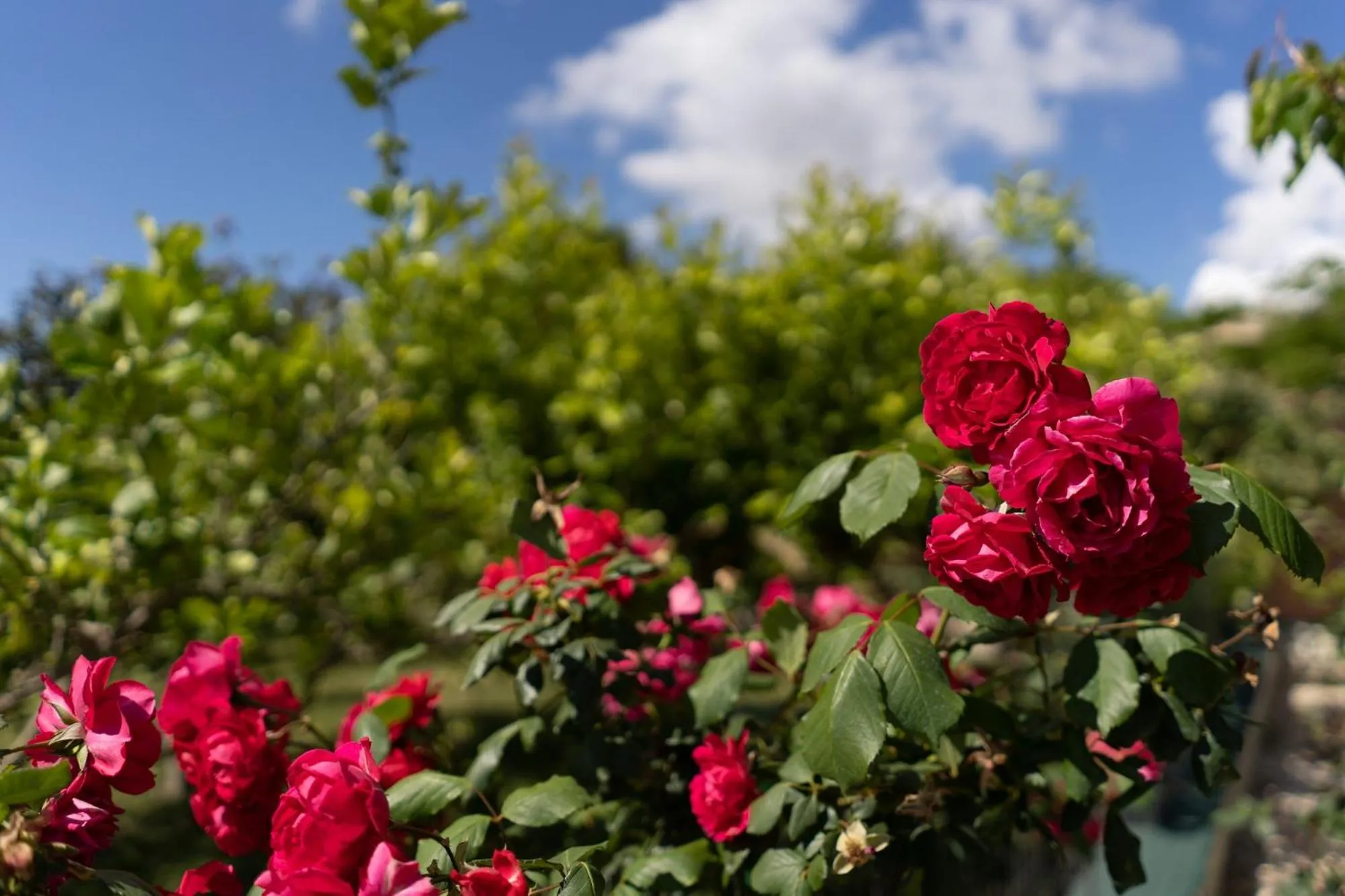 Garden in Camagna Country House
