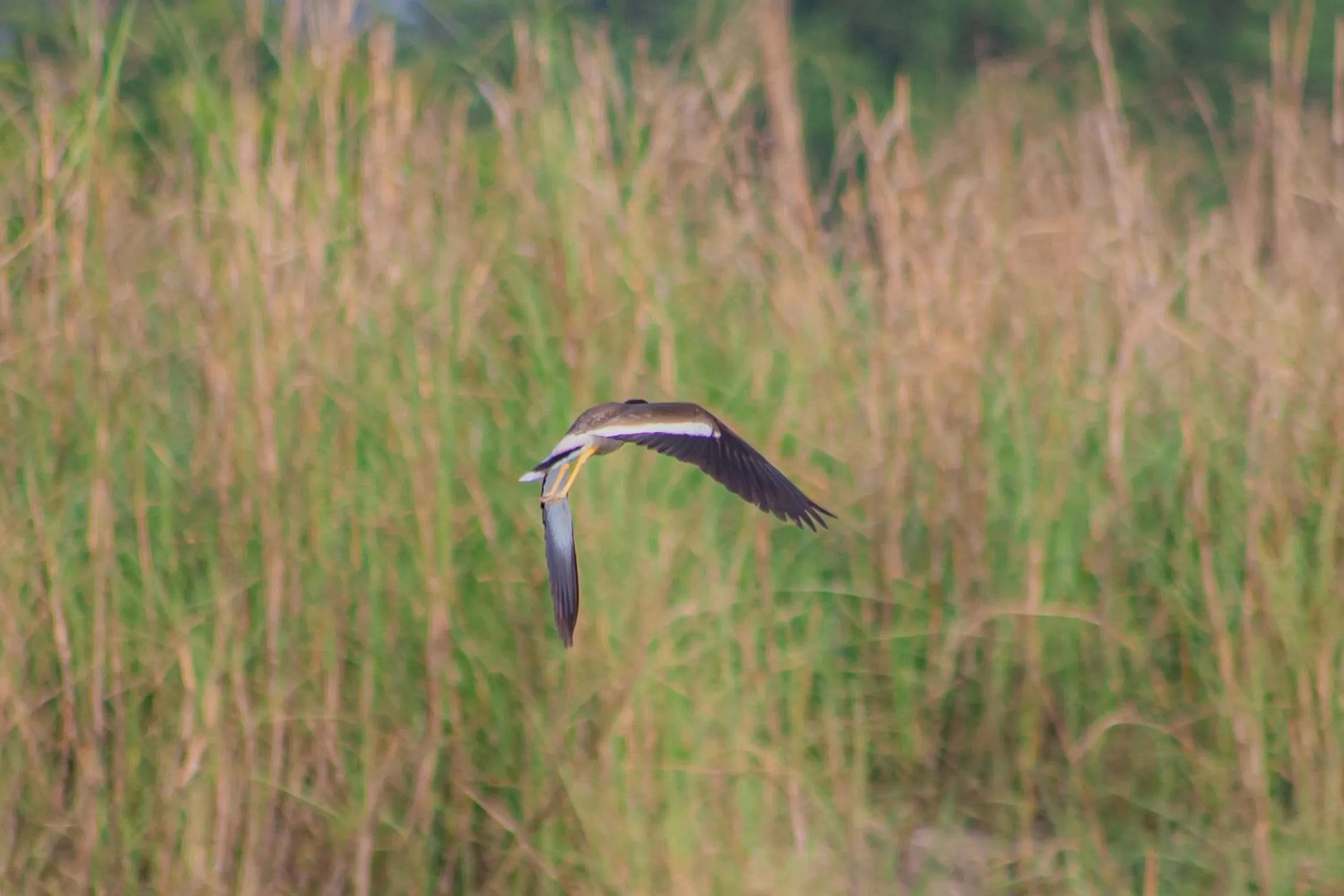 Natural landscape in Bagaicha Adventure Resort