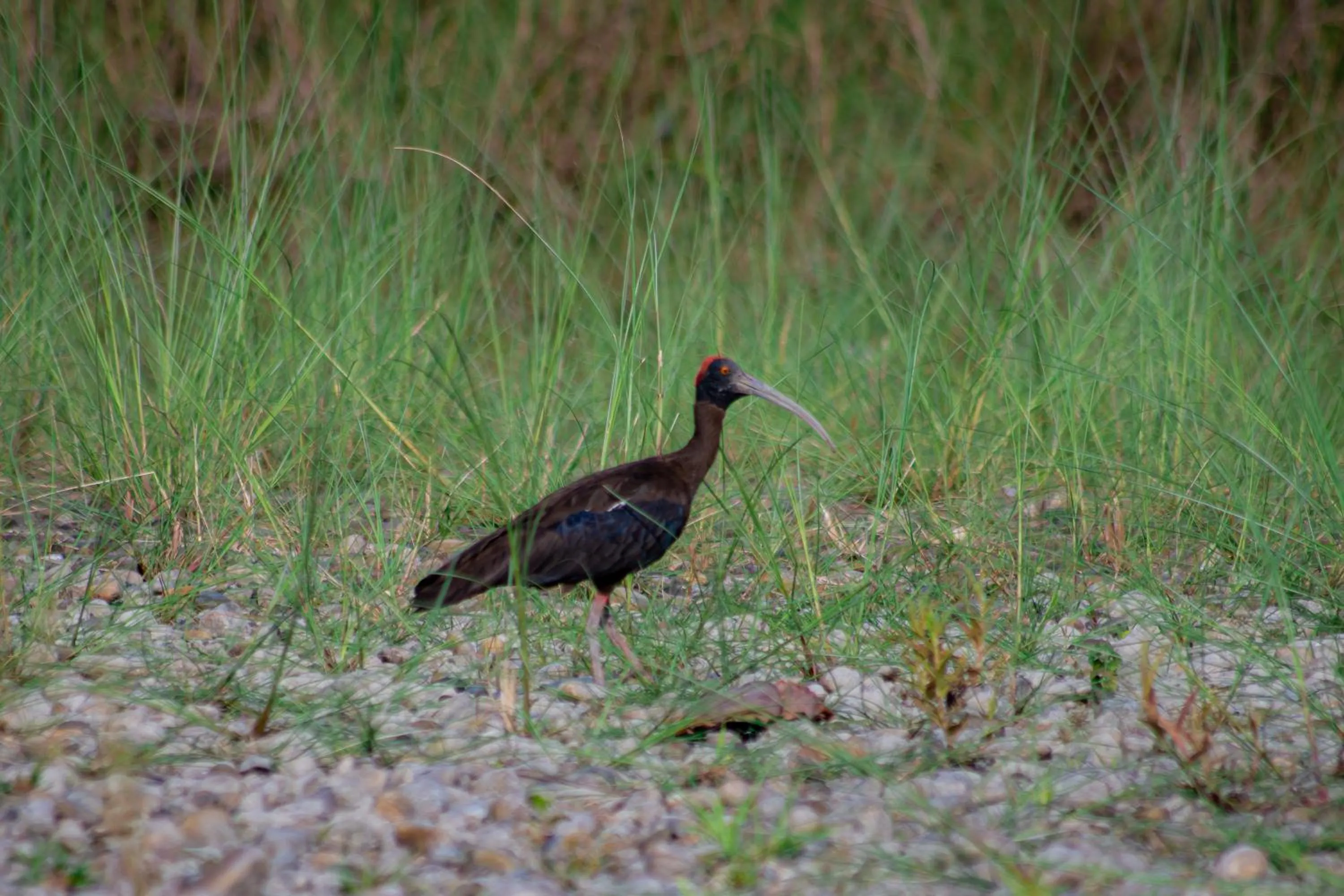 Animals in Bagaicha Adventure Resort