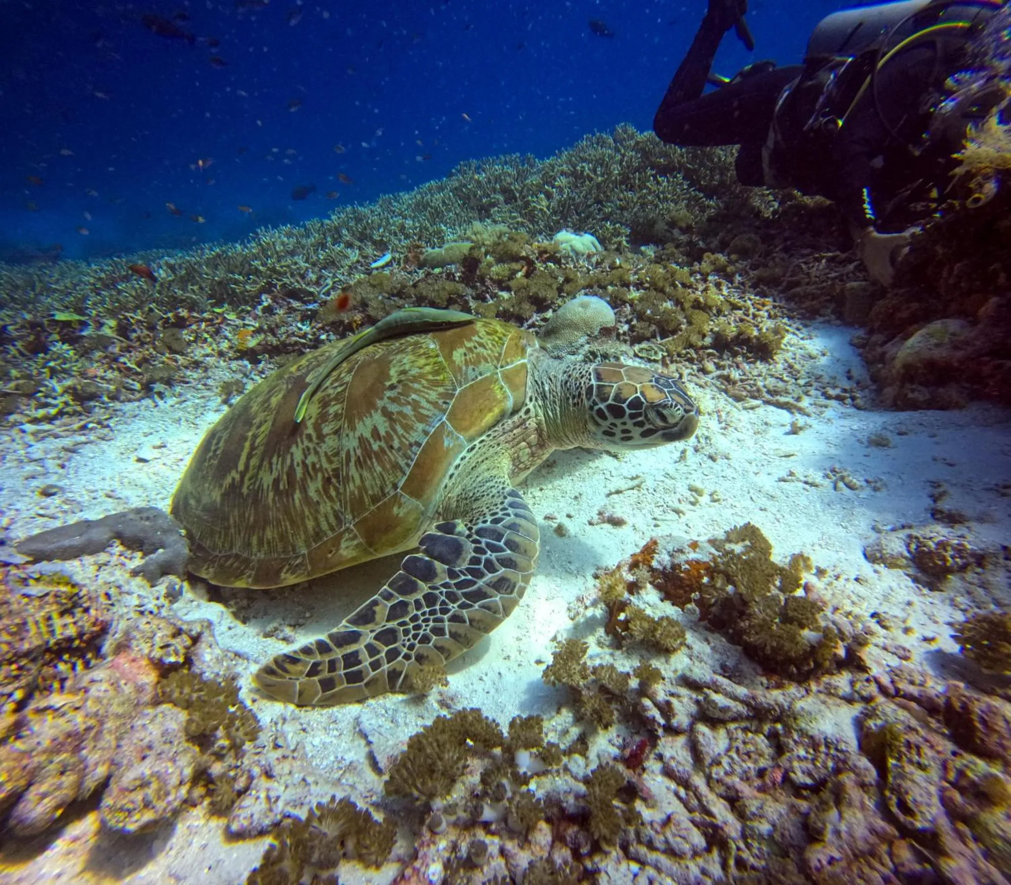 Diving in Vogelkopf Resort