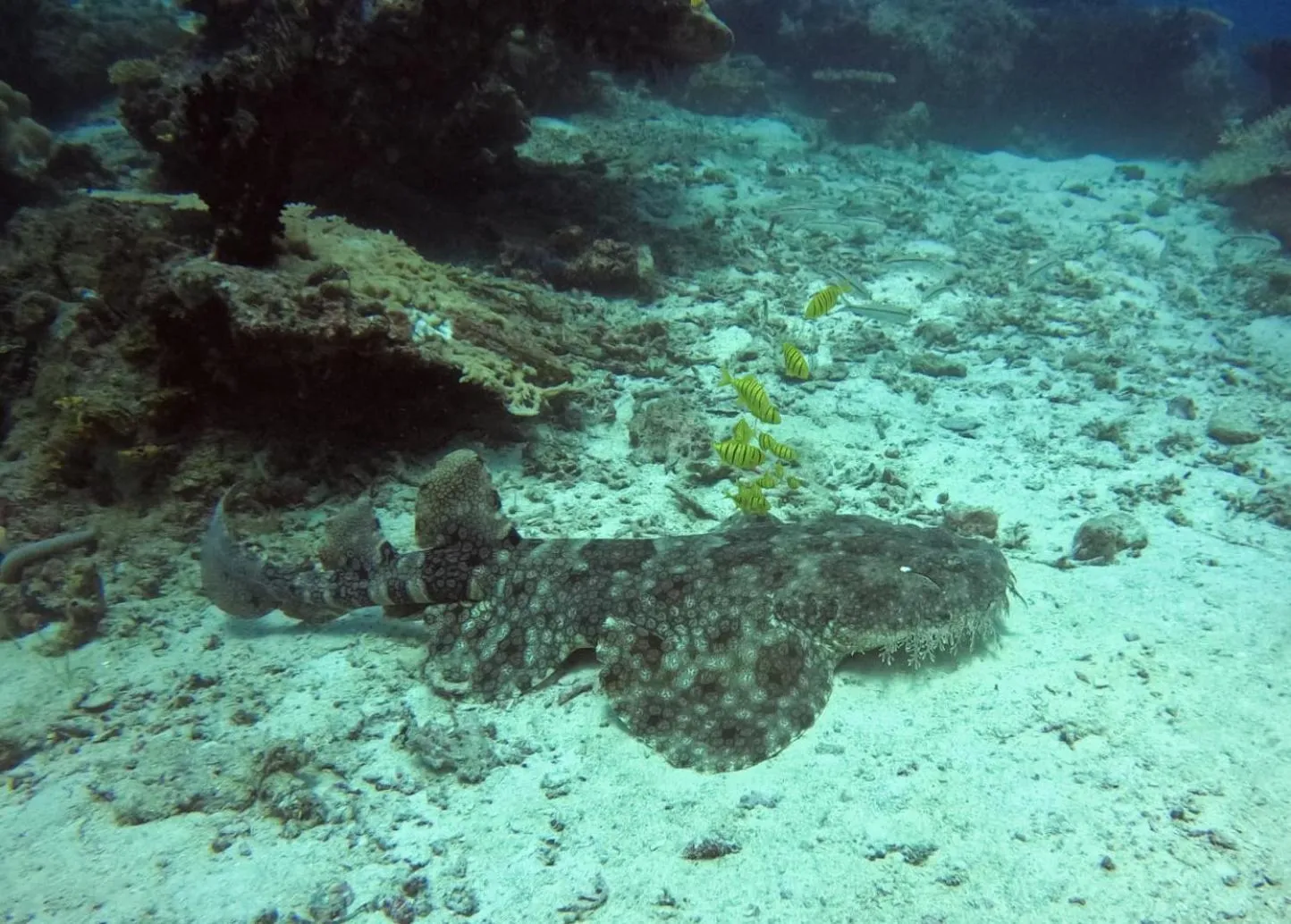 Natural landscape in Vogelkopf Resort
