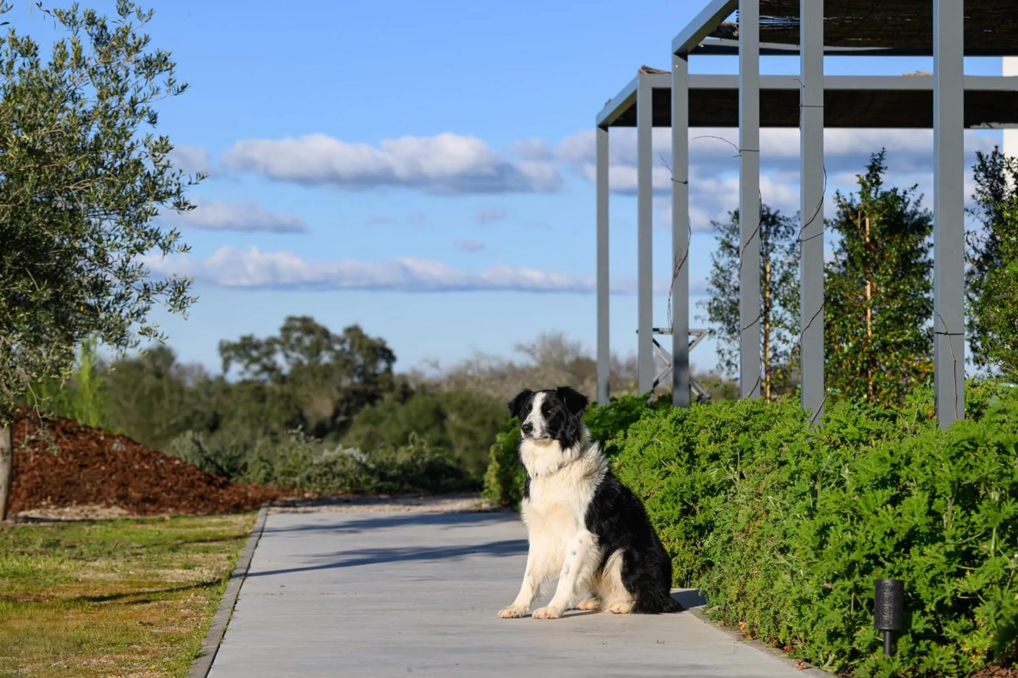 Animals in Quinta da Amendoeira - Évora - The Farmhouse