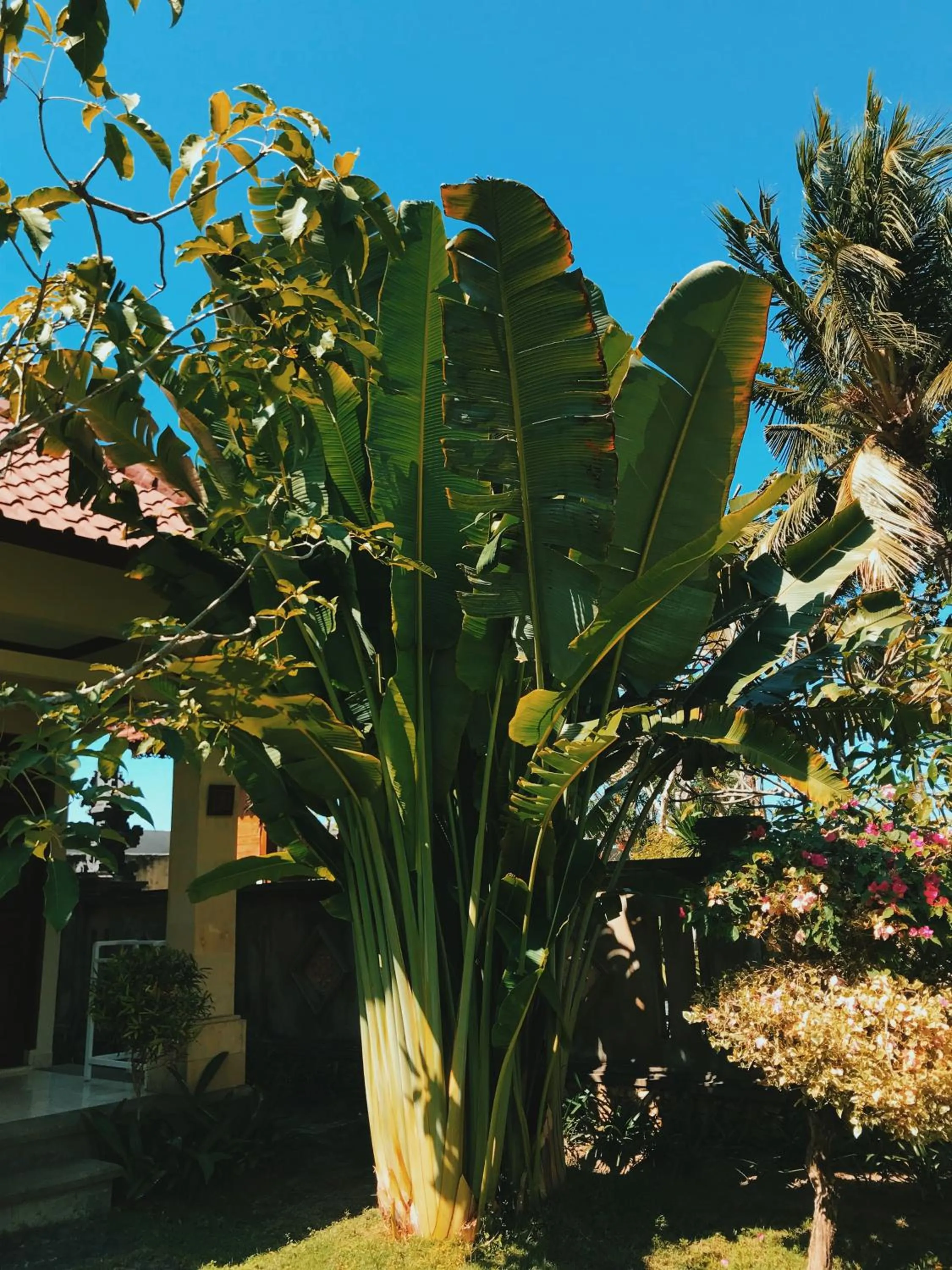 Garden in Puri Rinjani Bungalows